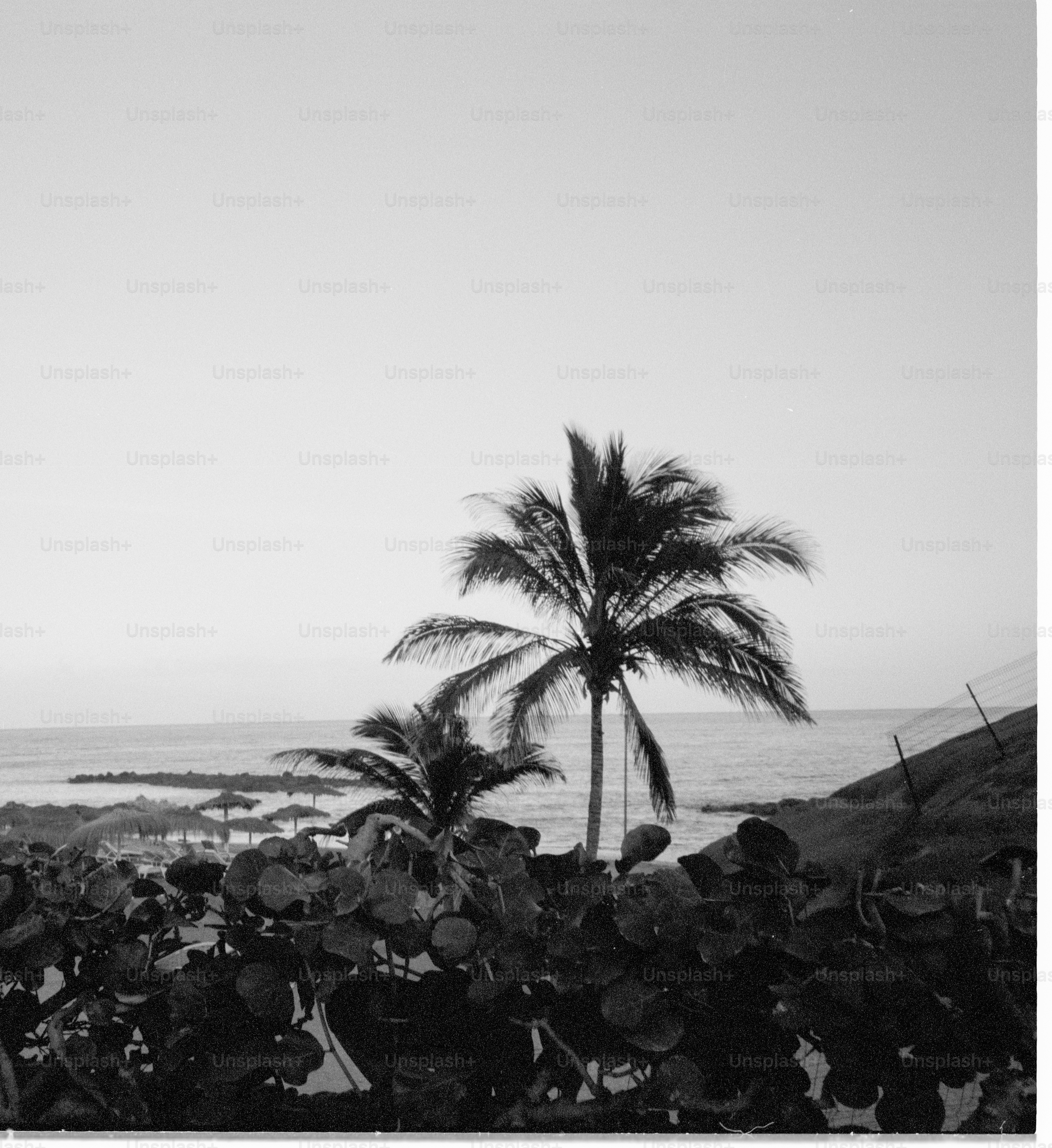 Two palm trees silhouetted against the ocean at sunset.