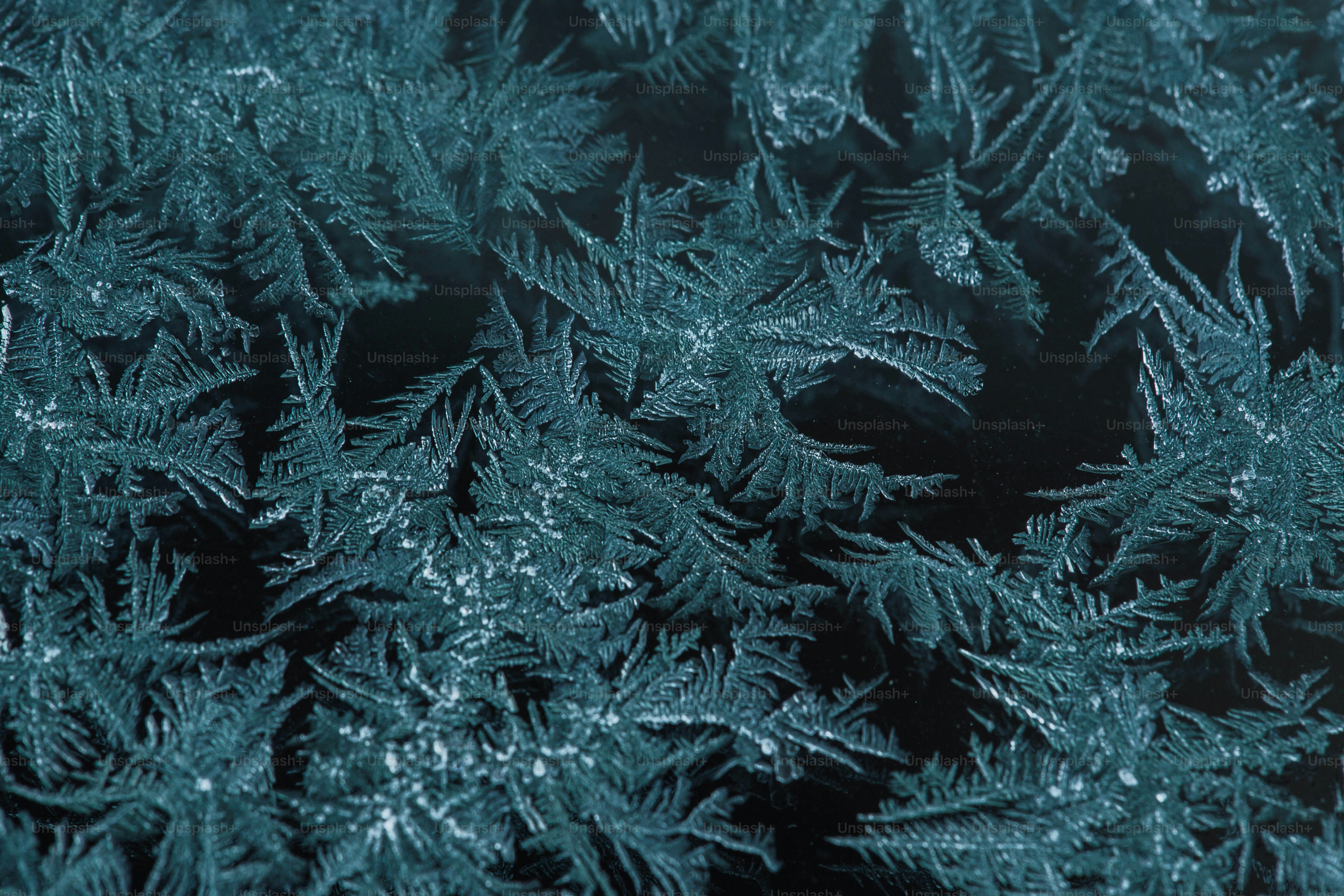 Filigrane Frostmuster auf dunklem Hintergrund