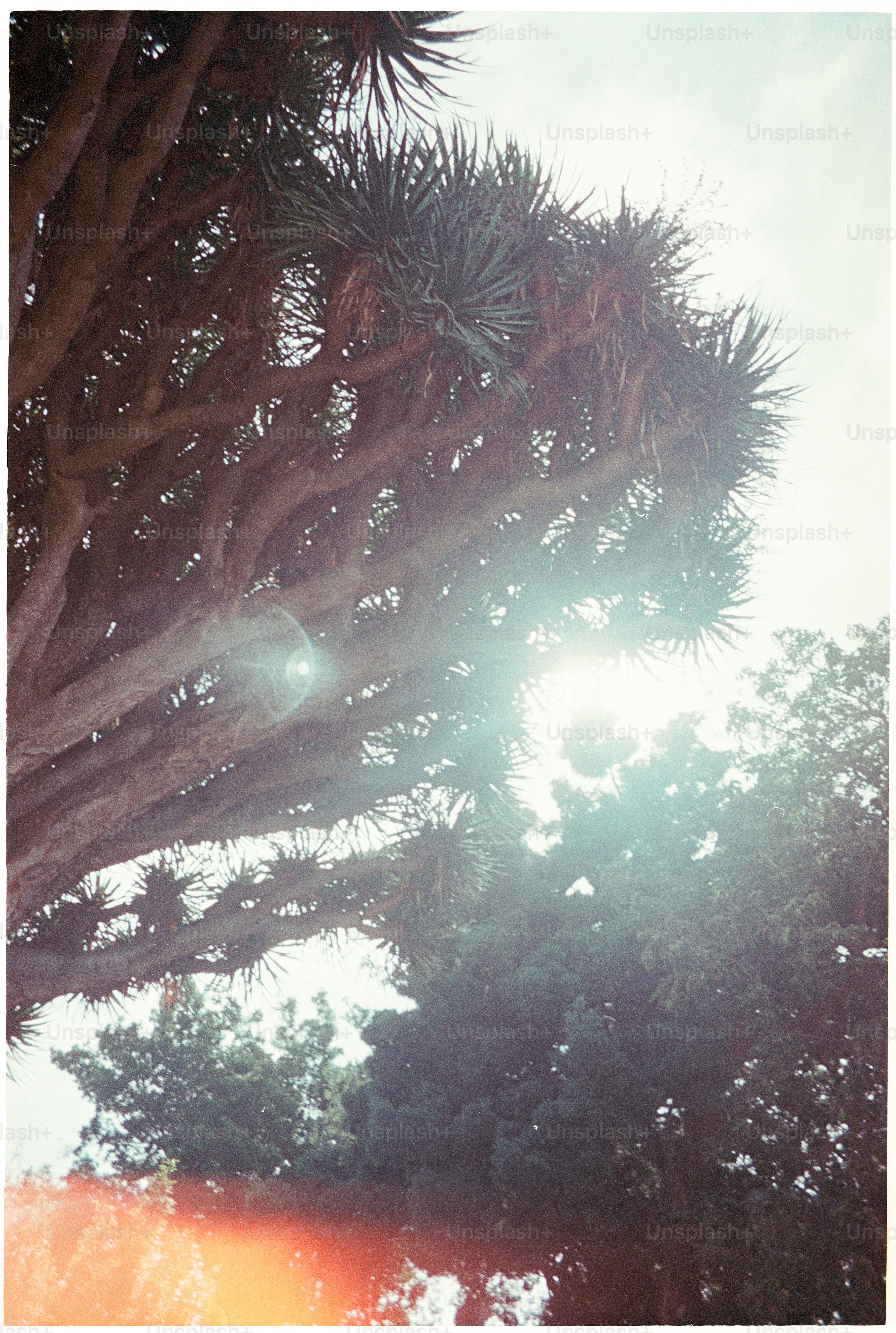 Sunlight filters through a large tree canopy