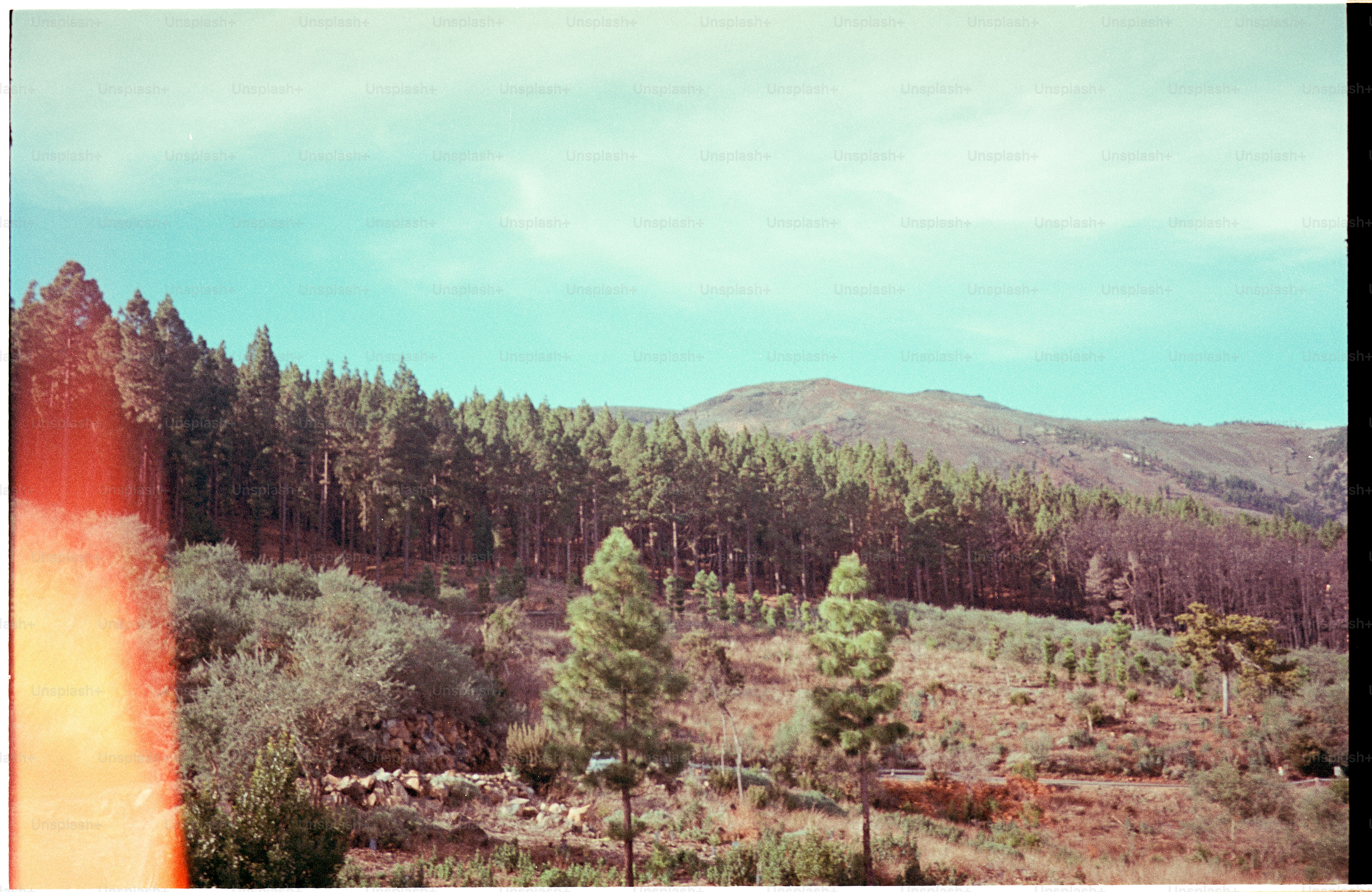 Pine forest on a hillside under a blue sky