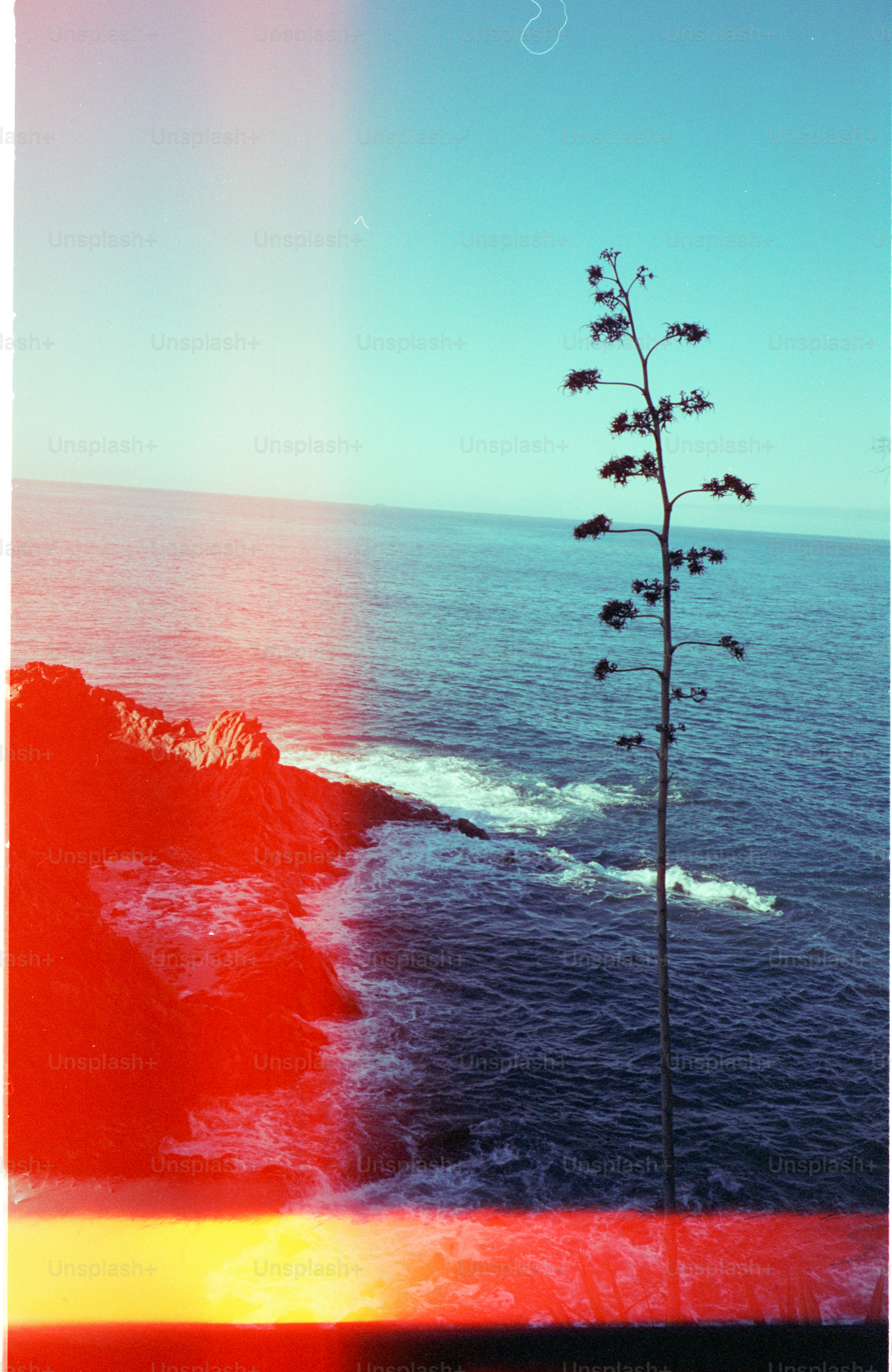Tall plant overlooks rocky coast and ocean waves