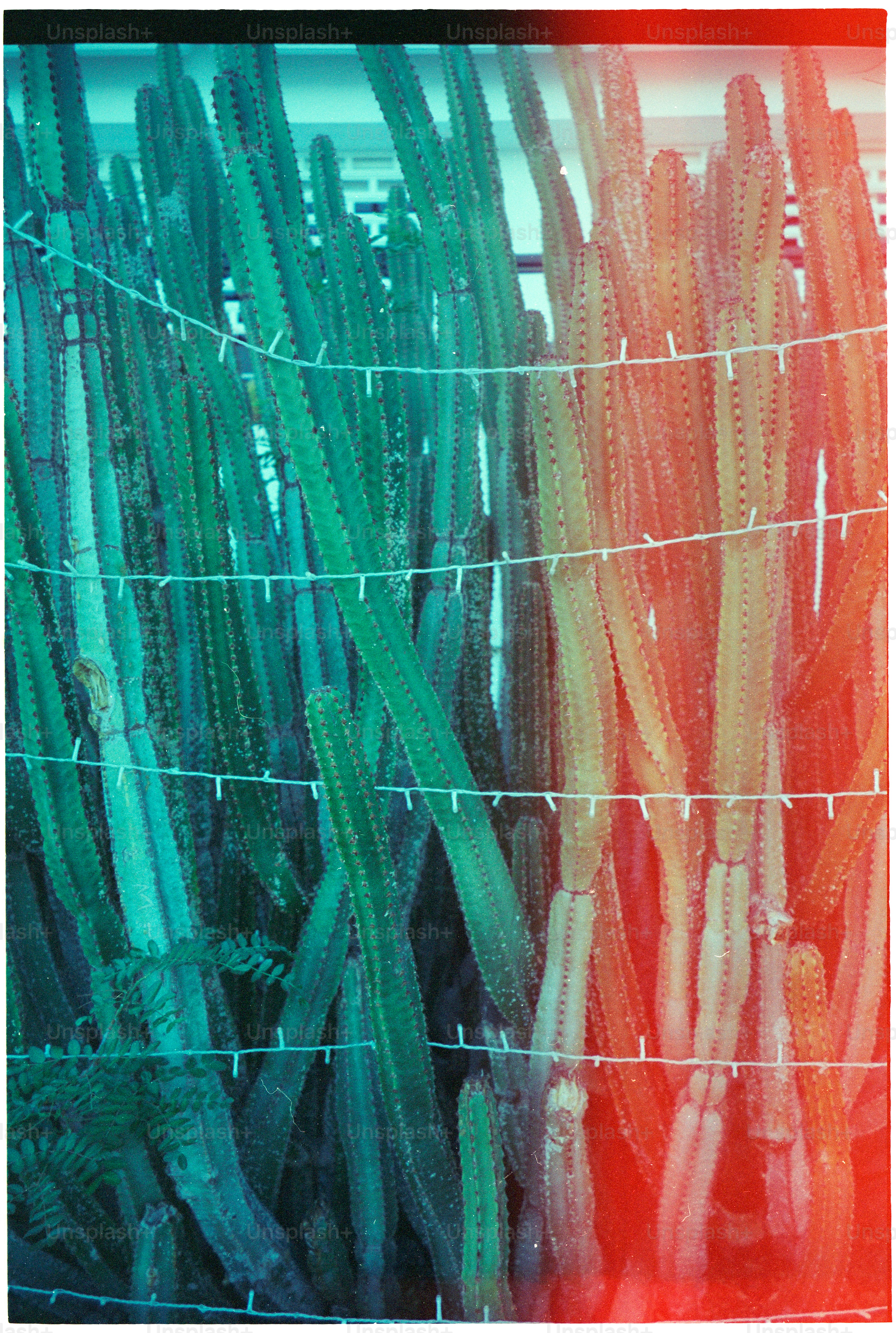 背の高いサボテンが密集した群れで、ストリングライトがついています。