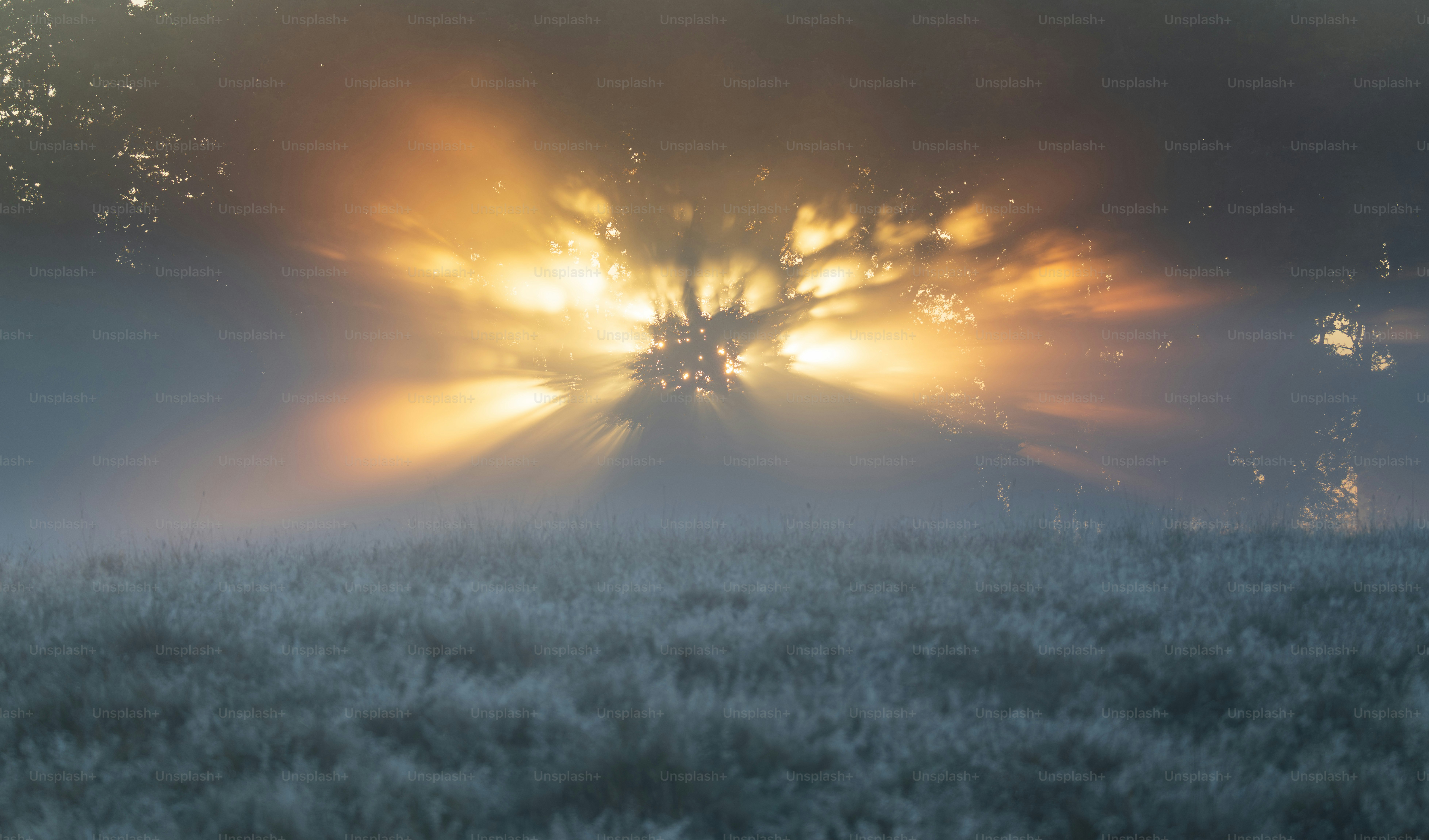 霧に包まれた木々の間から、霜に覆われた野原の向こうから太陽の光が差し込んでいます。