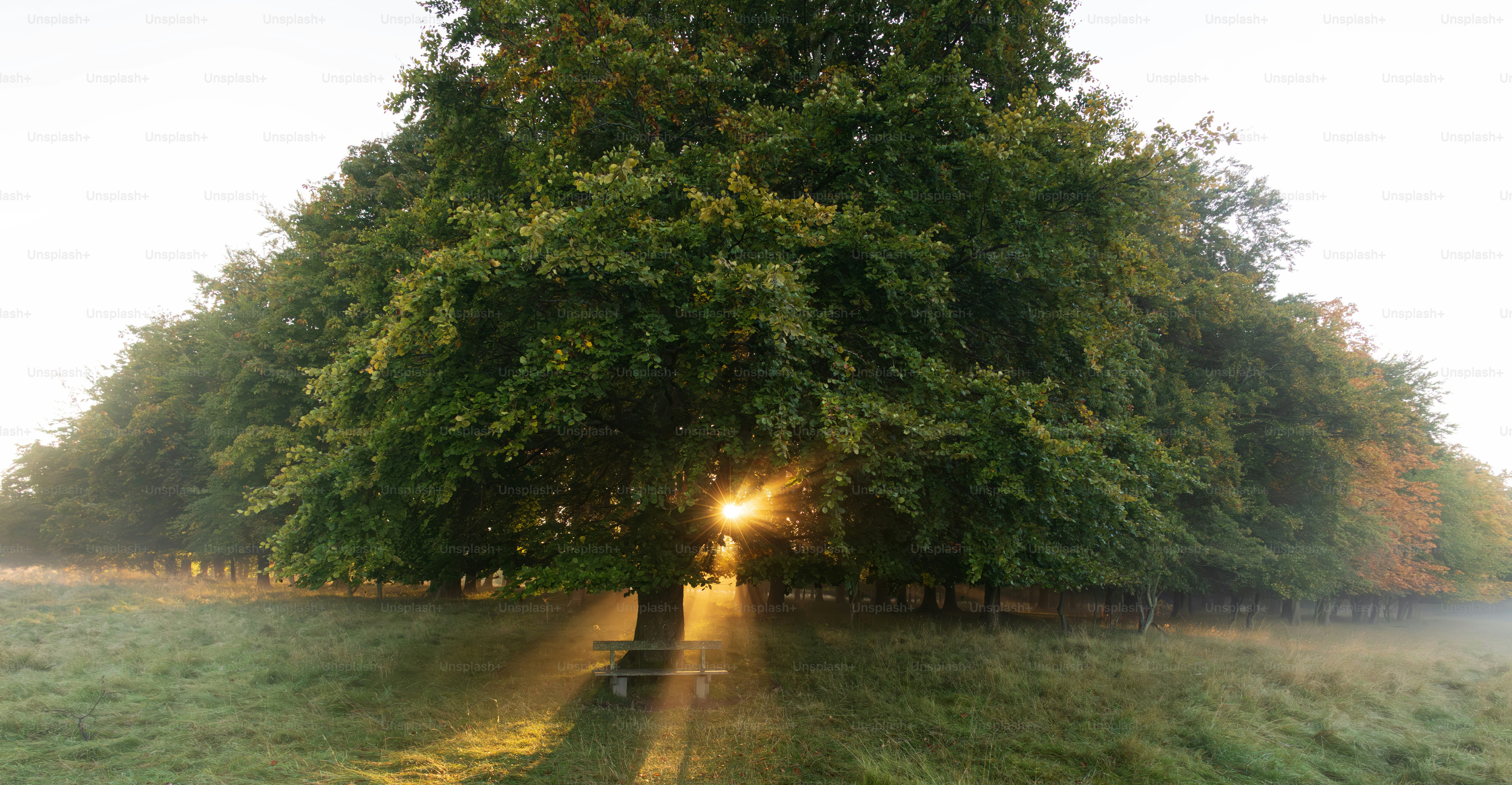 霧の中、大きな木の間から陽光が差し込んでいます。