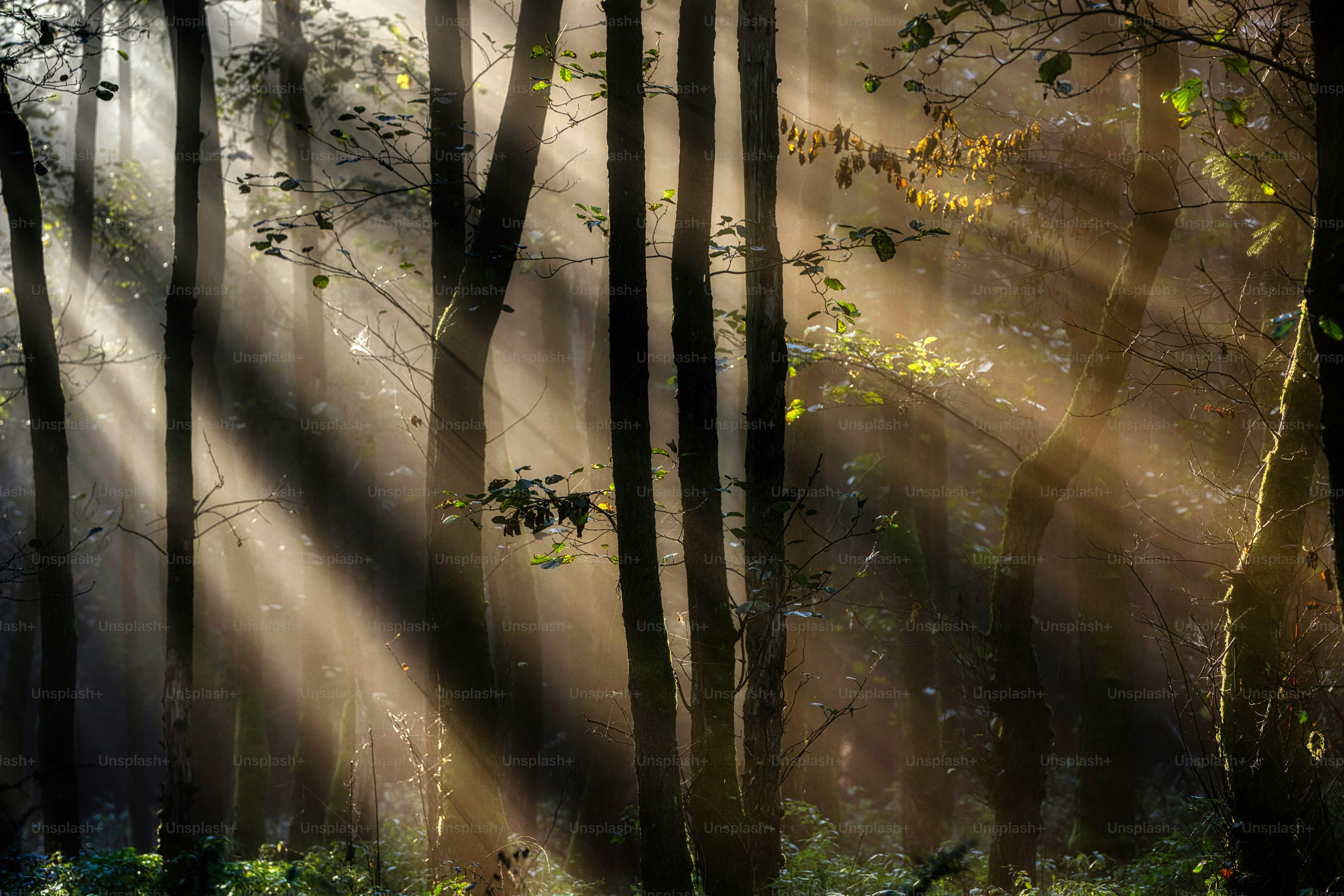 霧に包まれた森の樹冠の中から差し込む陽光。