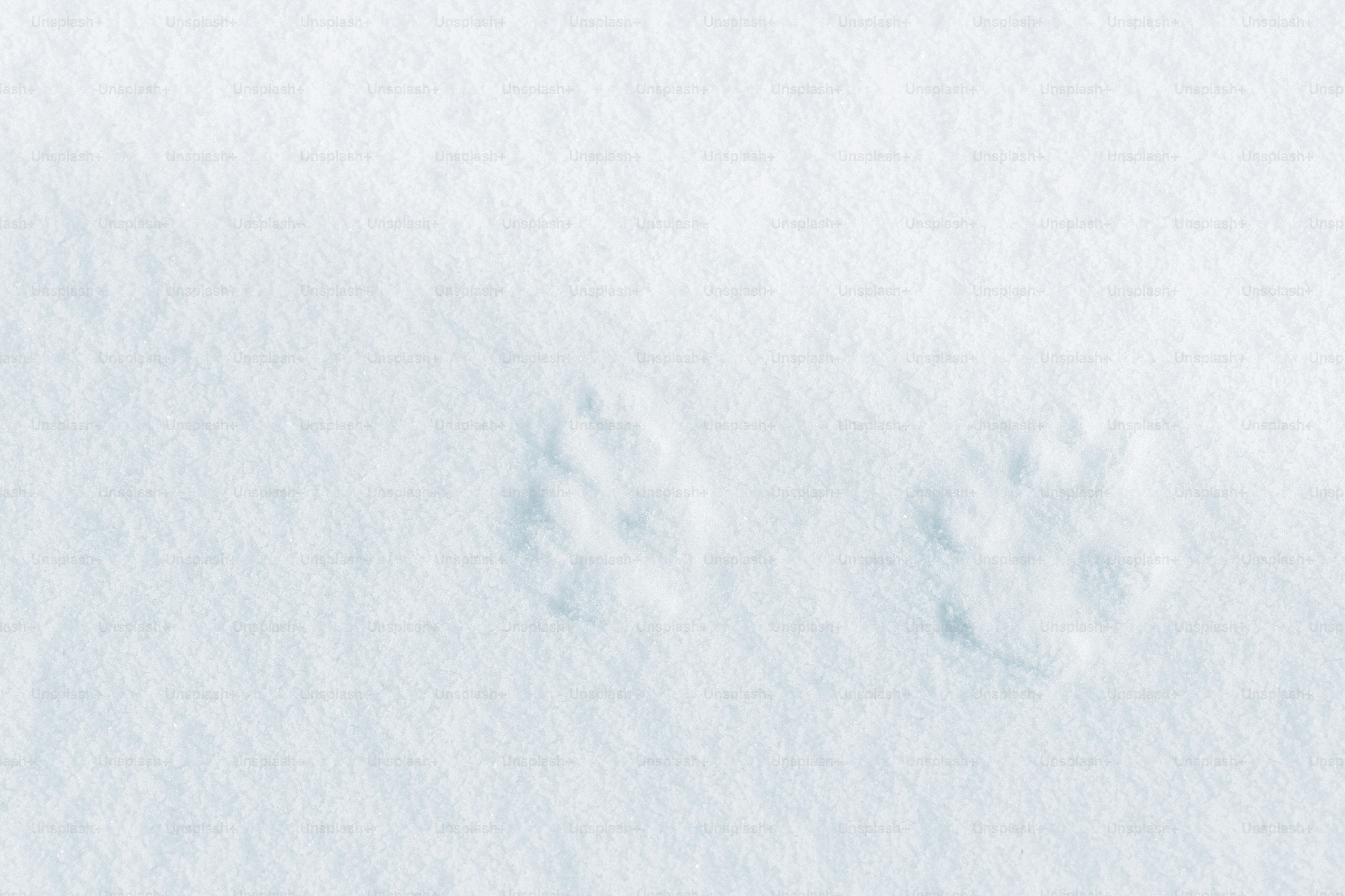 新しい雪に押し付けられた動物の足跡。