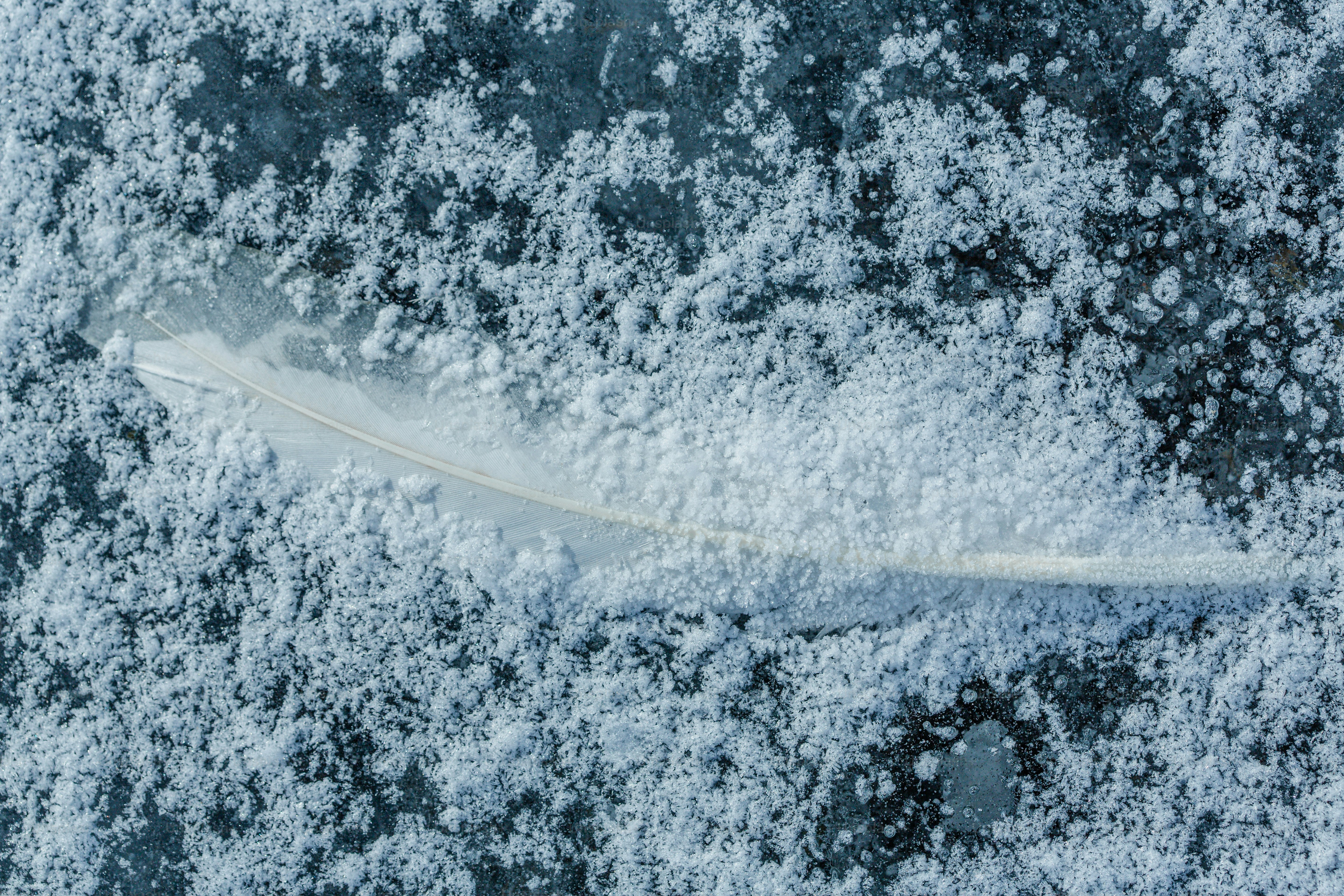 白い羽根が霜のついた表面に置かれている。