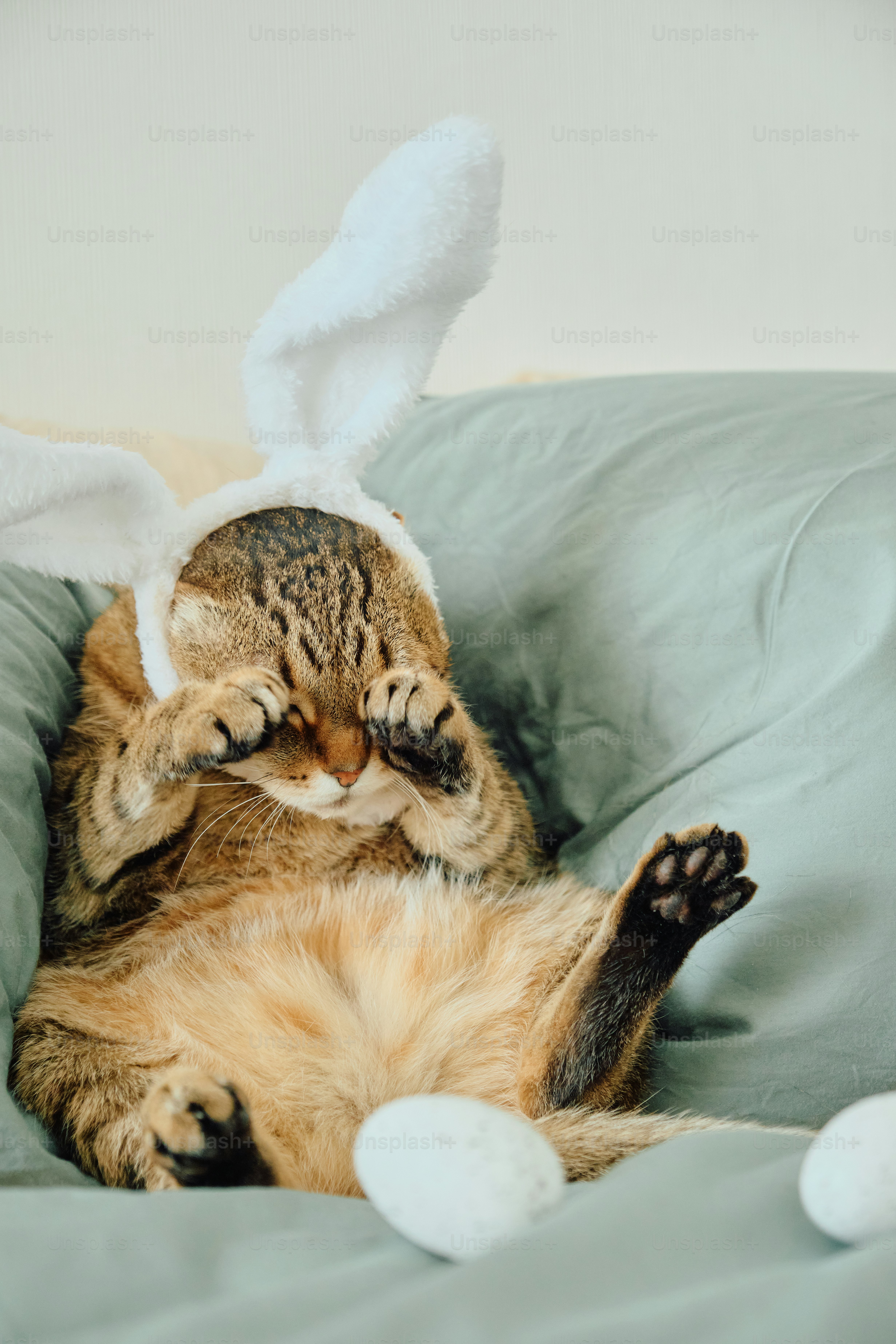 A tabby cat wearing bunny ears covers its eyes. photo – Cat Image on ...
