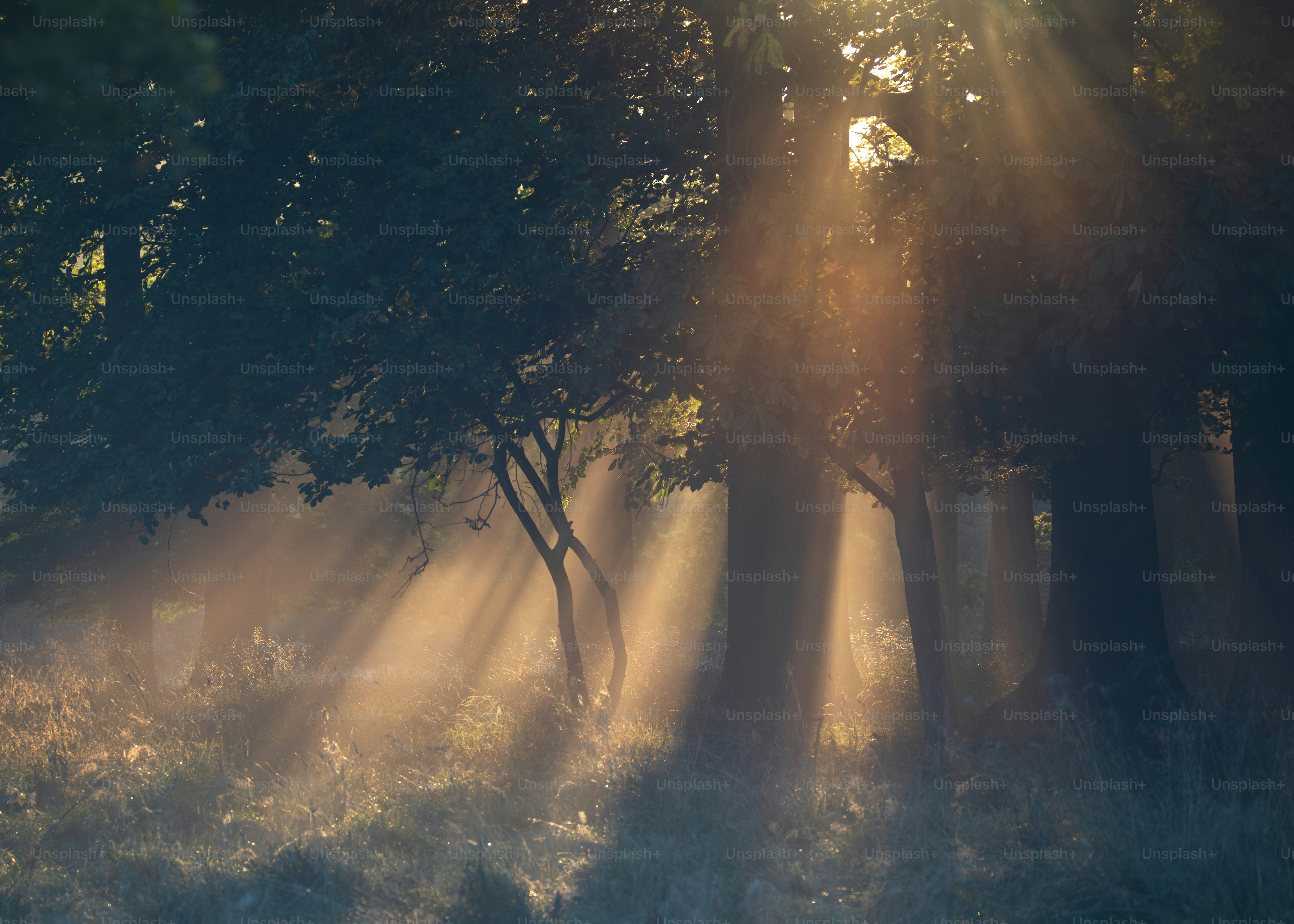 夜明けに霧に包まれた森の木々の間から陽光が差し込む。