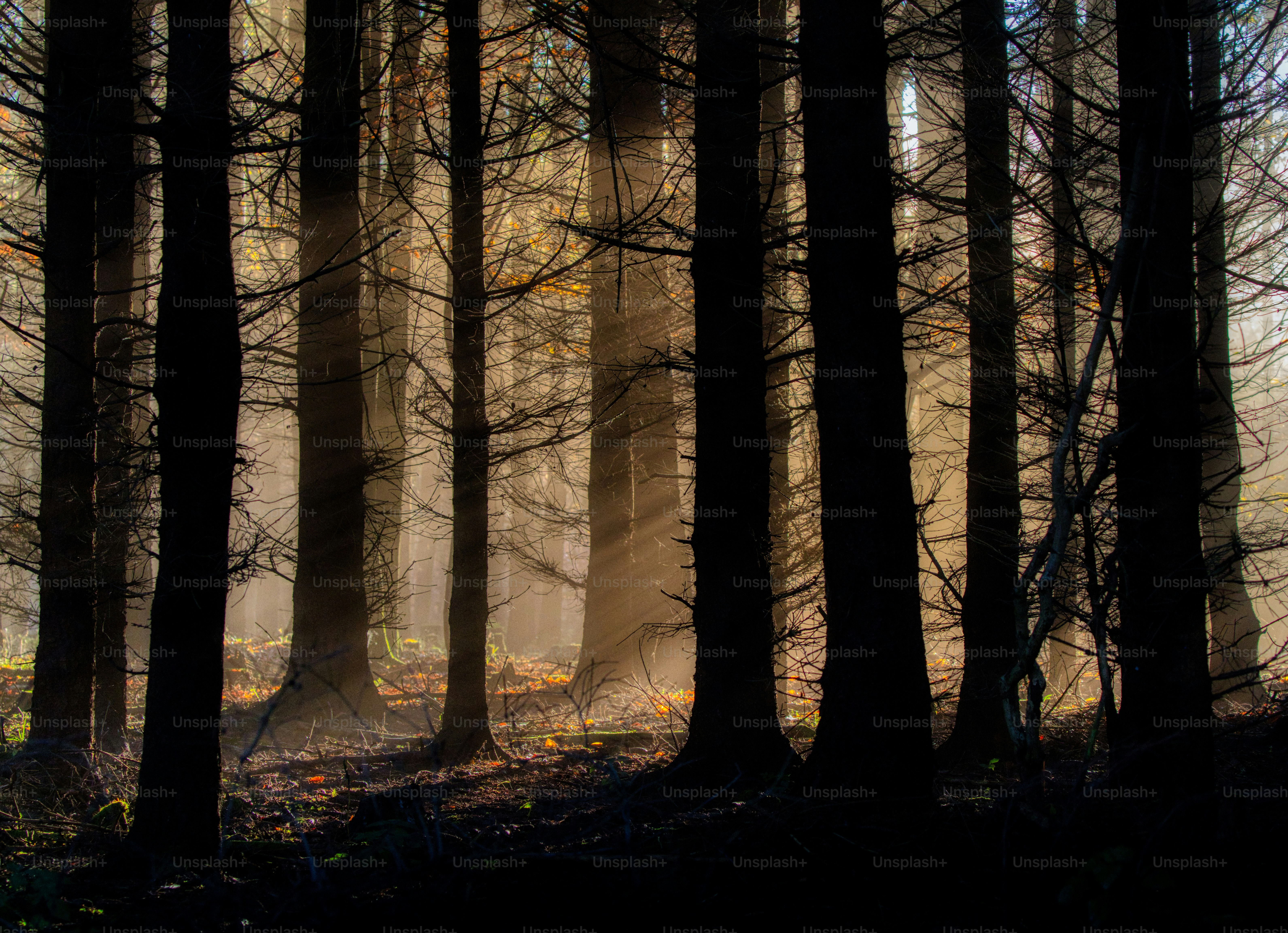 鬱蒼とした森の樹冠から太陽の光が差し込みます。