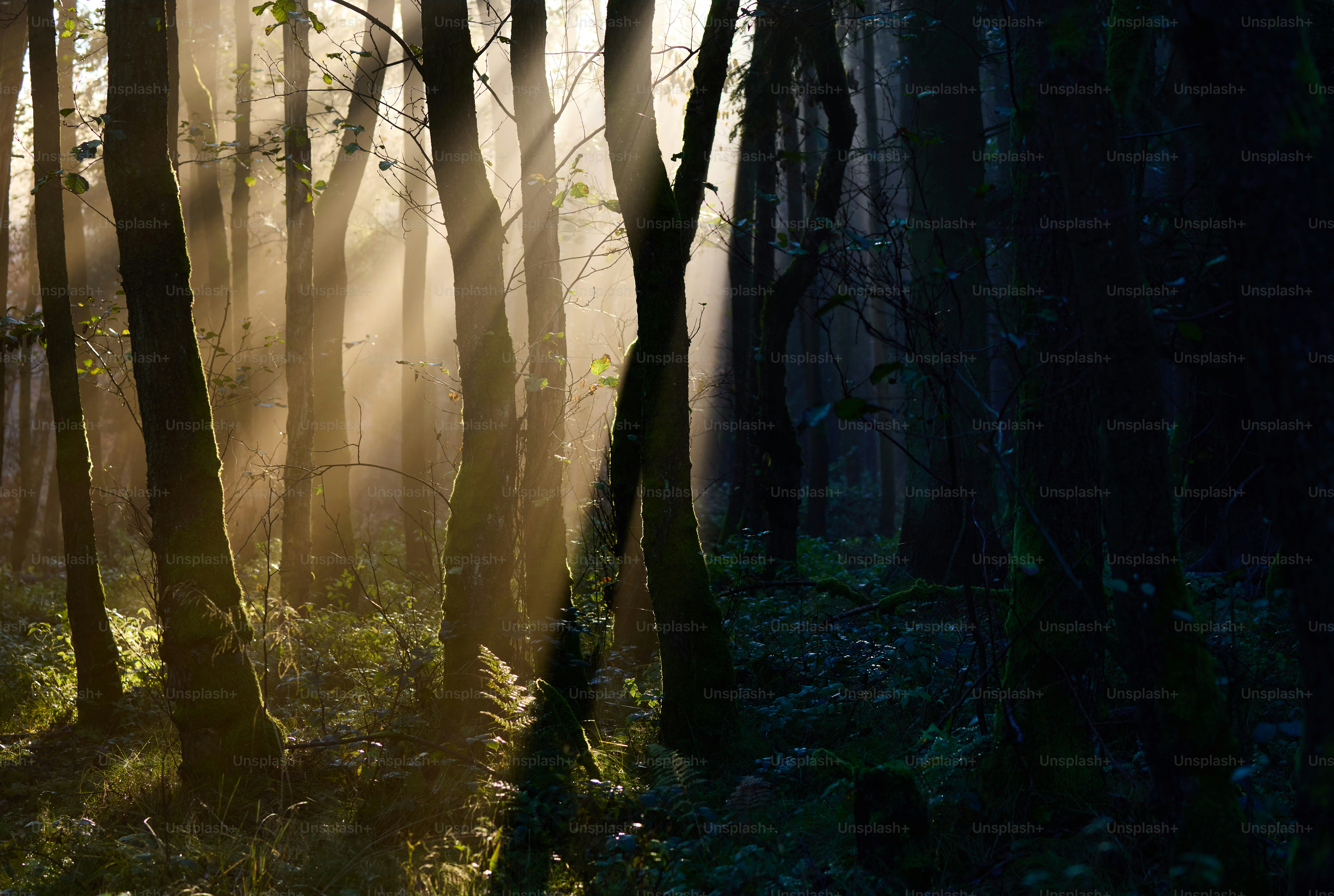 暗く霧に包まれた森に日差しが差し込む。