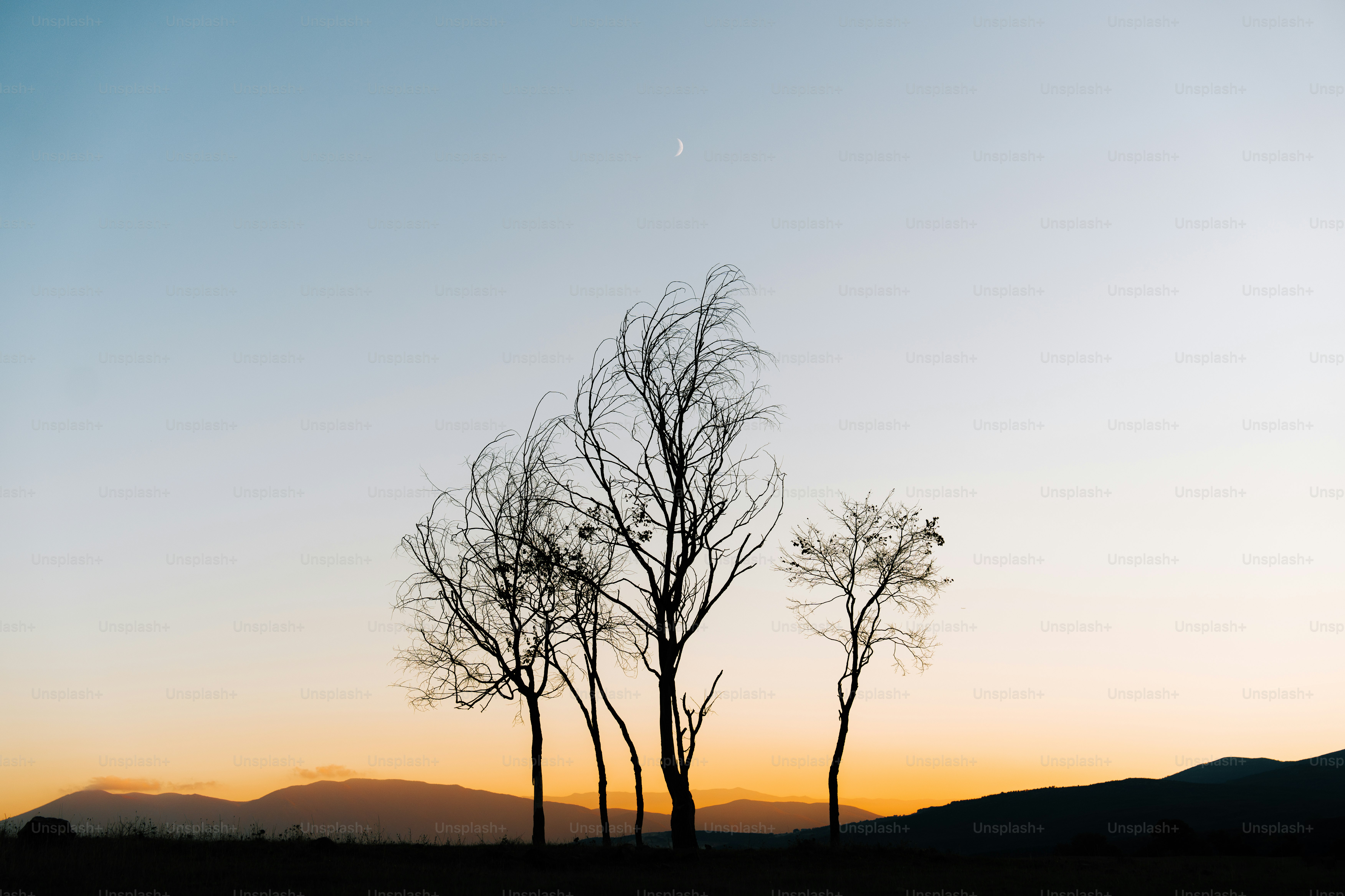 Bare trees silhouetted against a gradient sky at dusk.