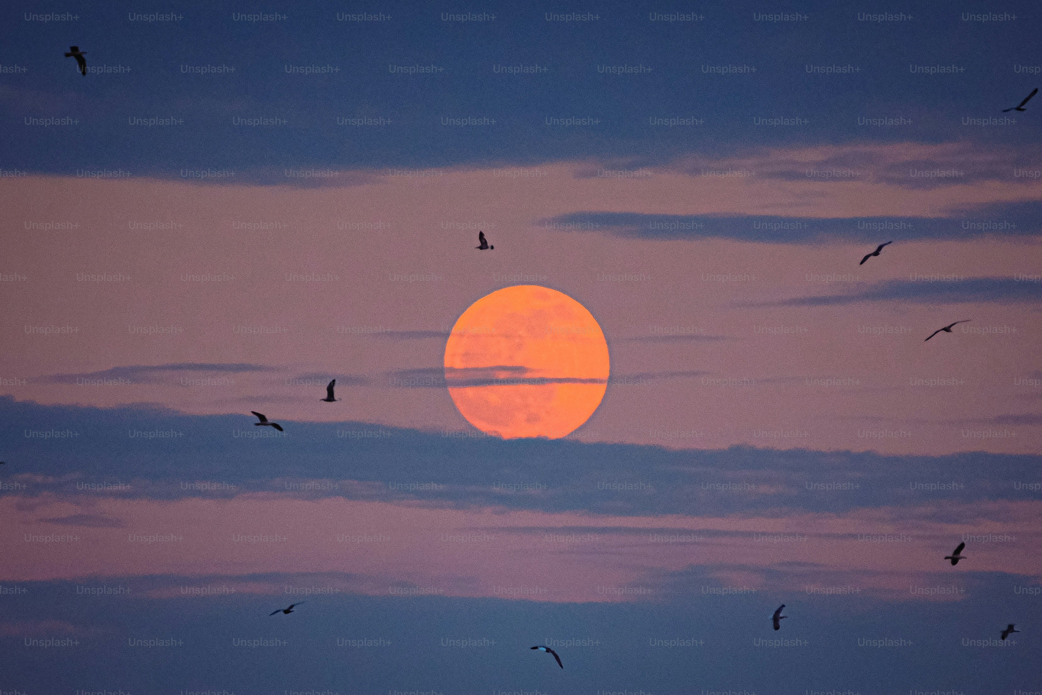 Orange moon rising through clouds with birds flying.