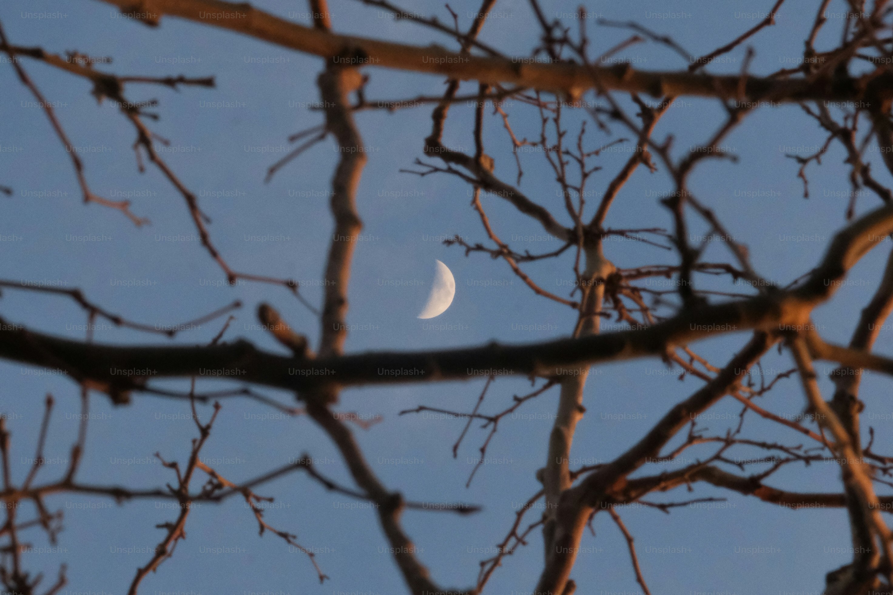 Crescent moon visible through bare tree branches