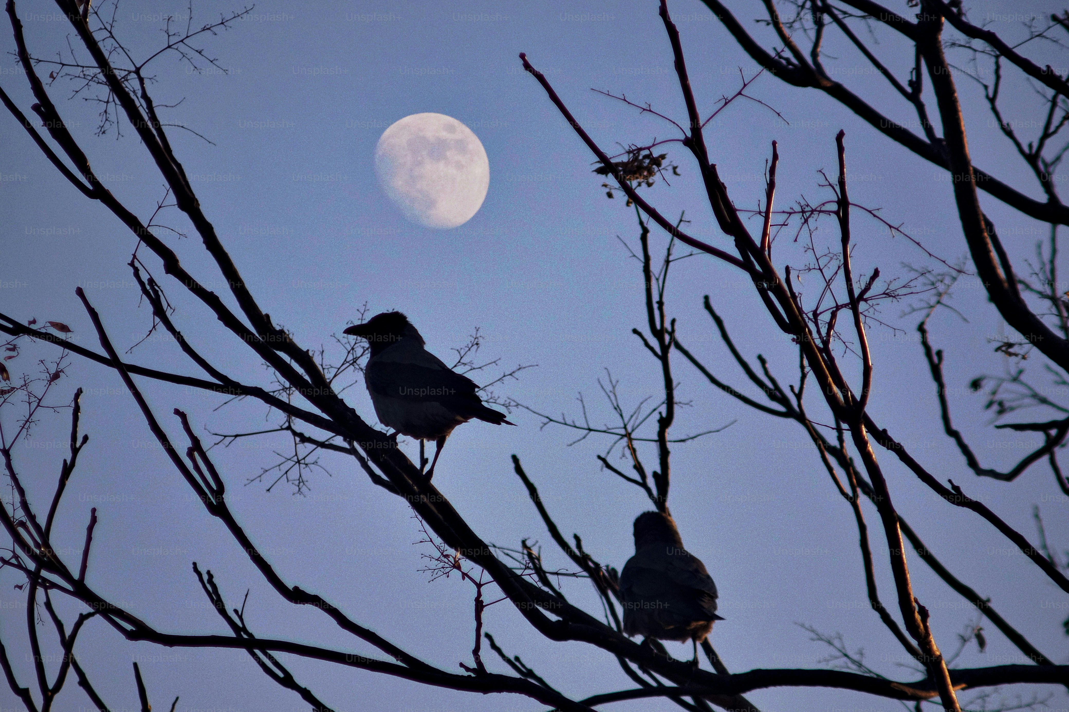 Two birds perched on tree branches with the moon above