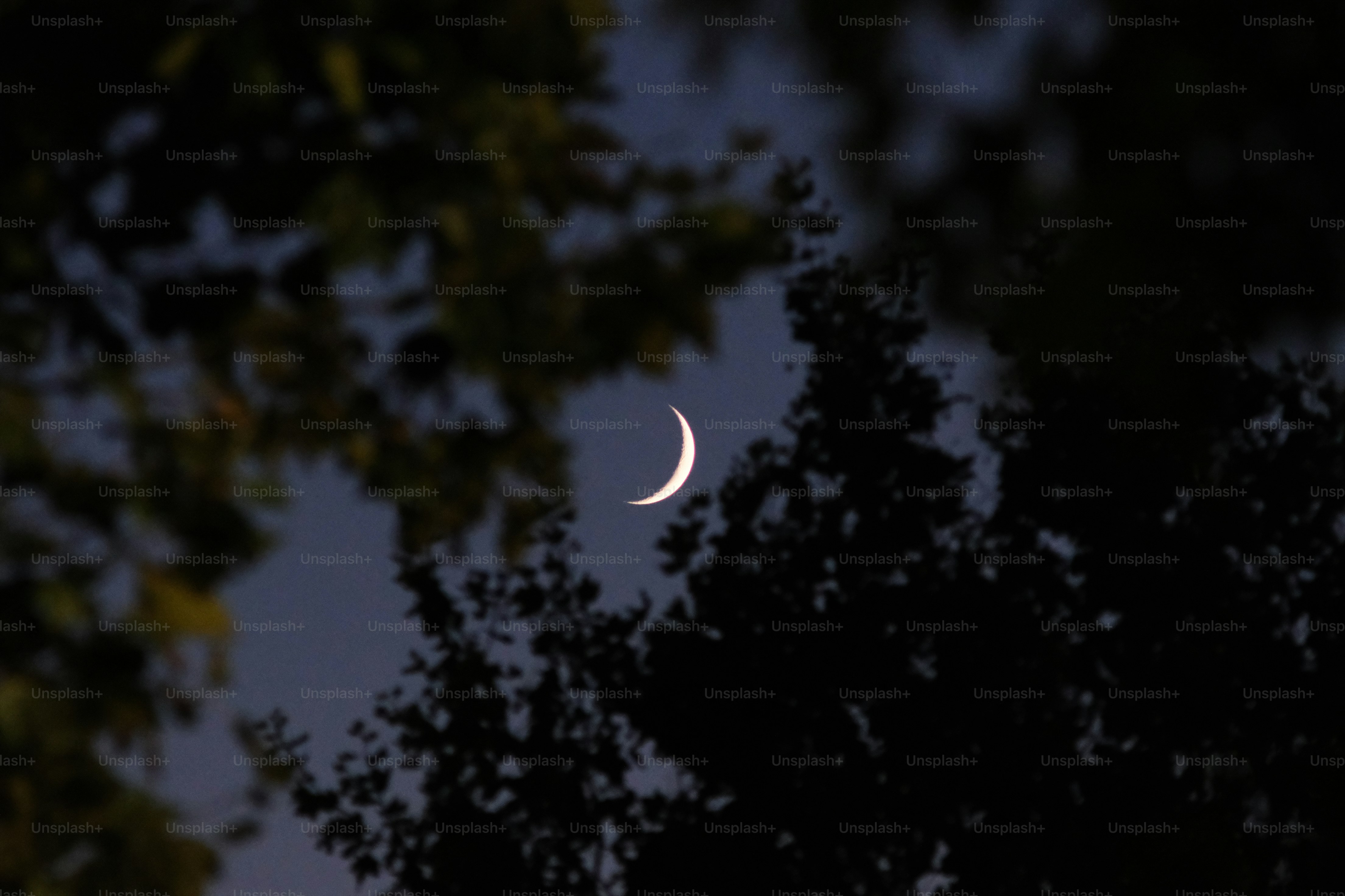 Crescent moon visible through dark tree branches at dusk