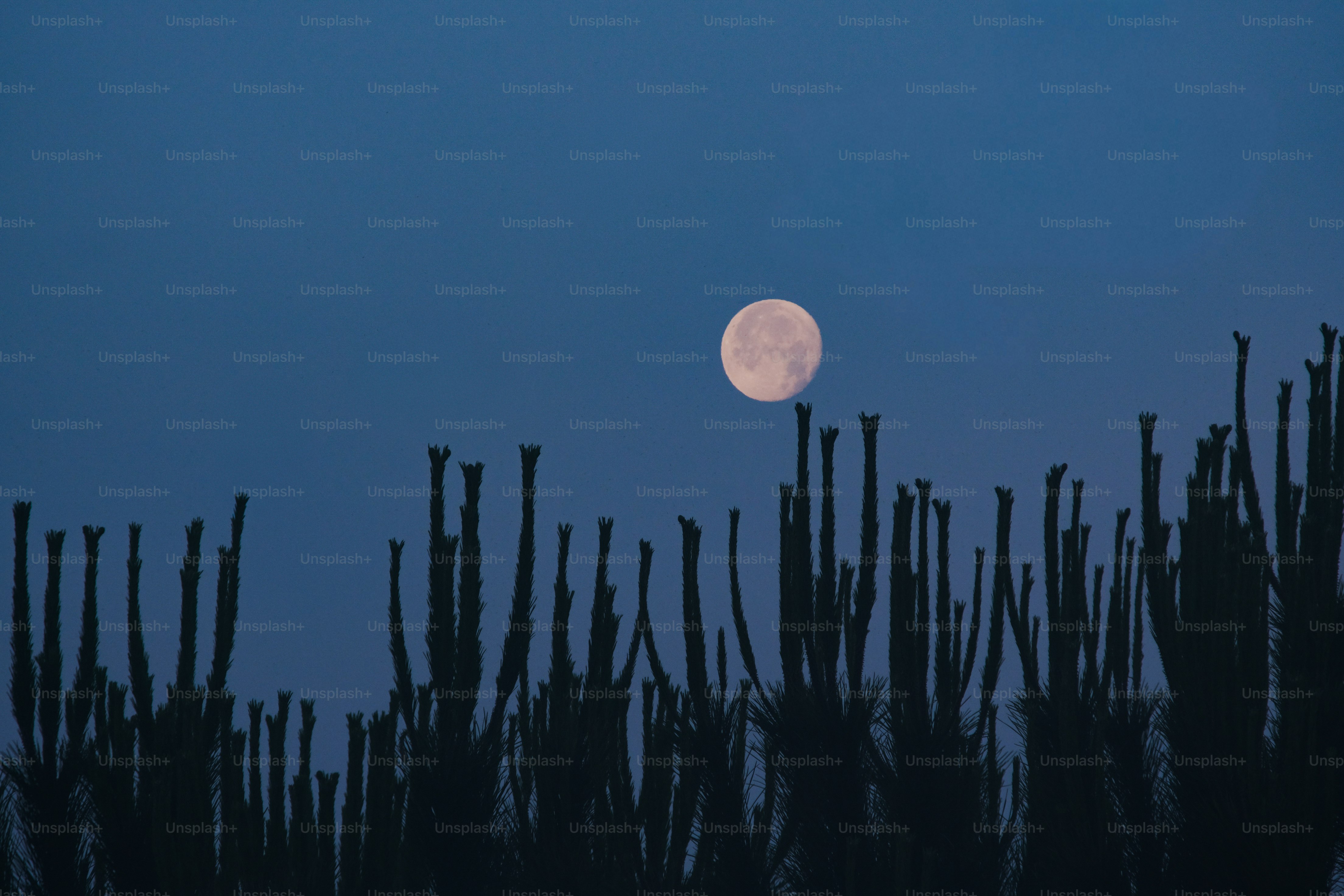 Full moon rises above silhouetted desert plants.