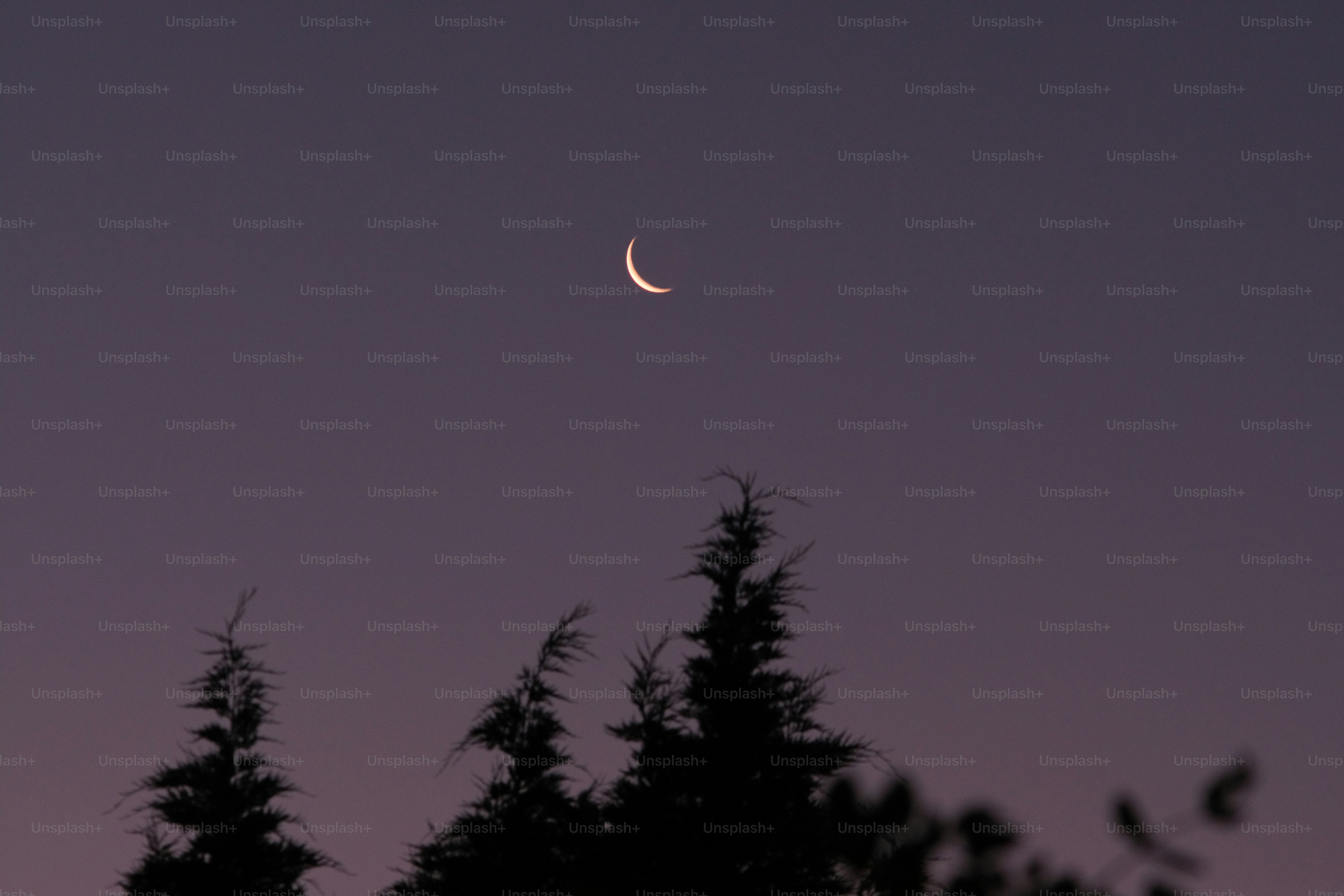 Crescent moon in a dusky sky above silhouetted trees