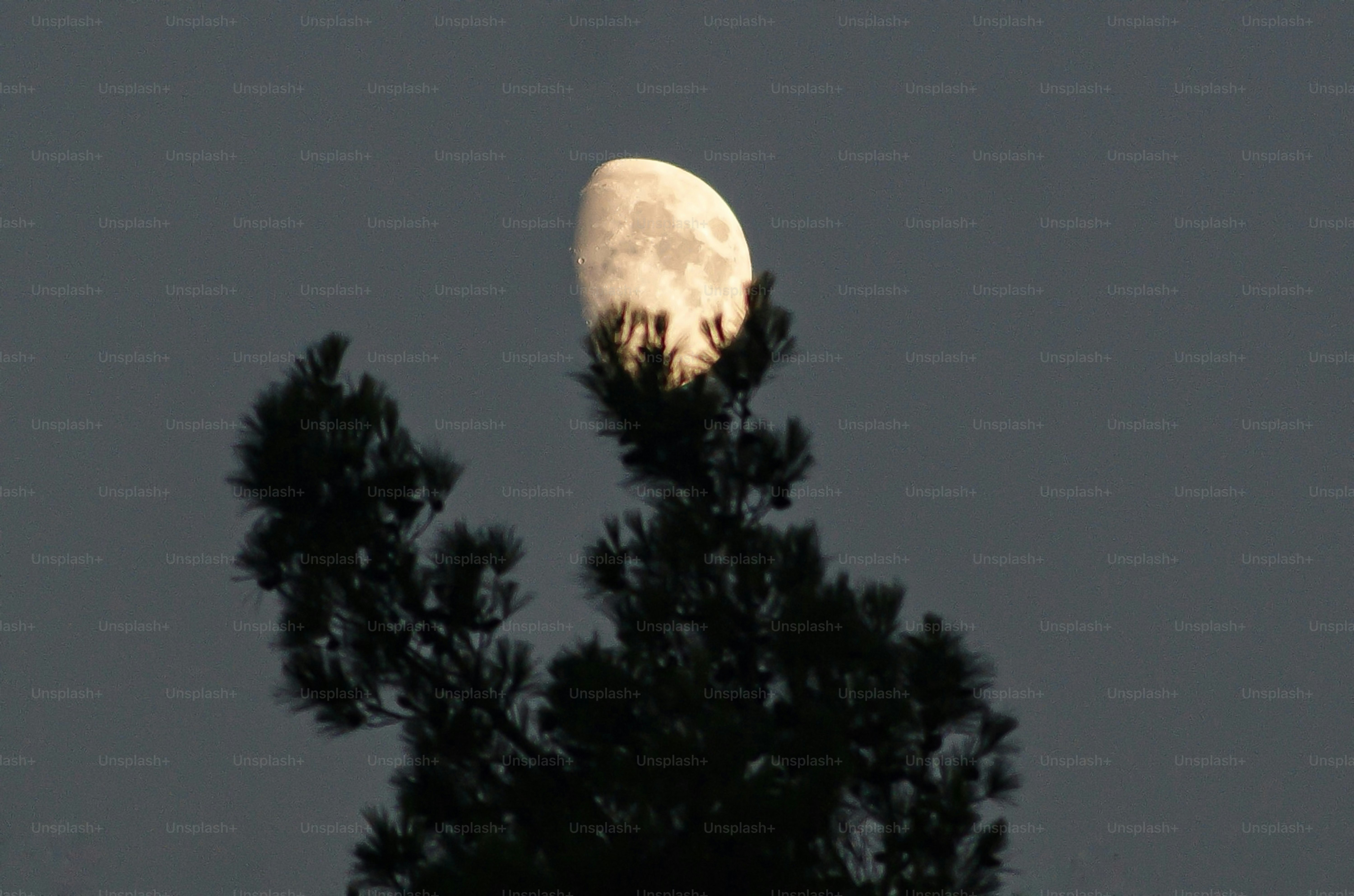 The moon peeks over a dark evergreen tree.