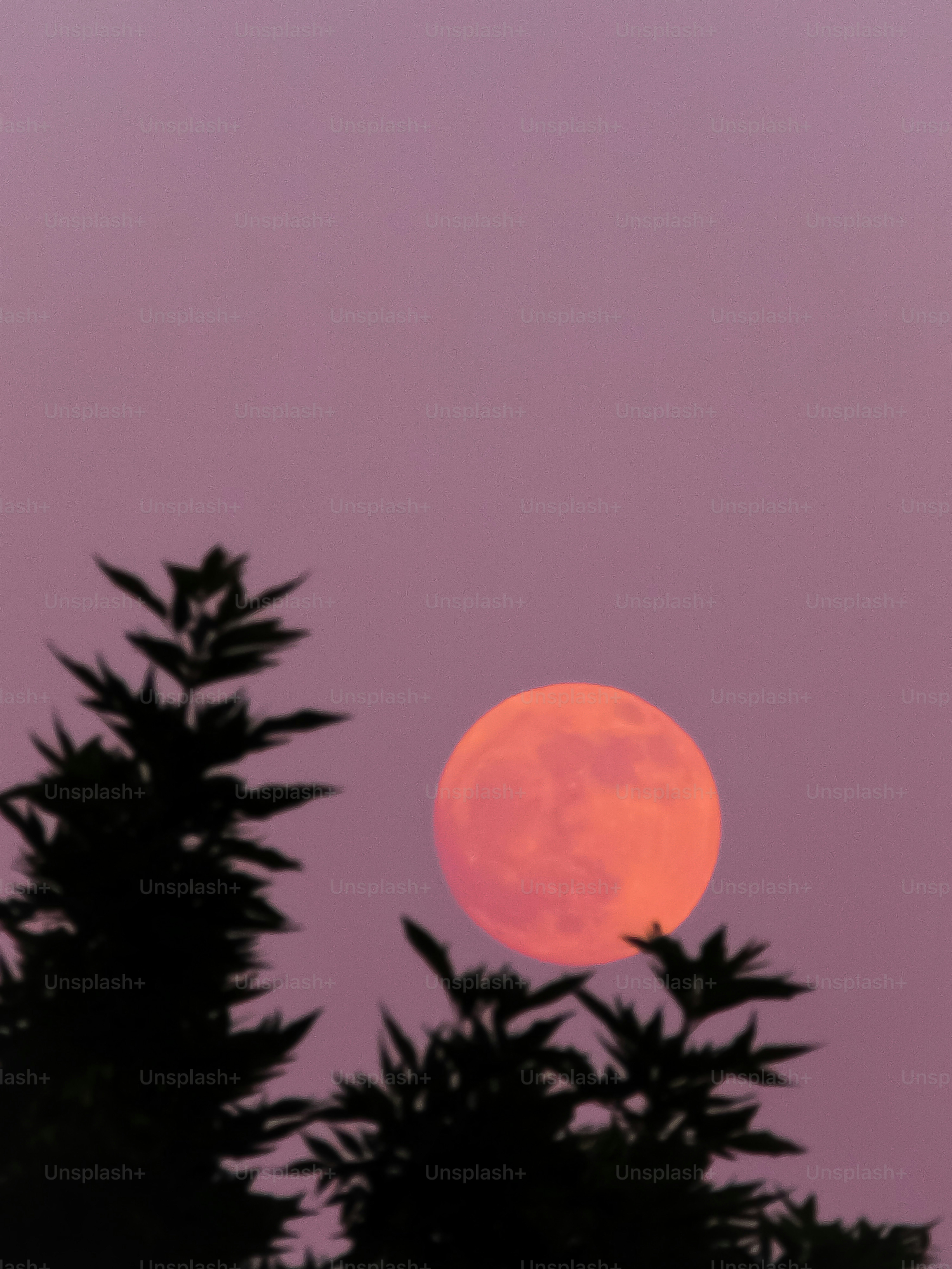 A large orange moon behind silhouetted trees