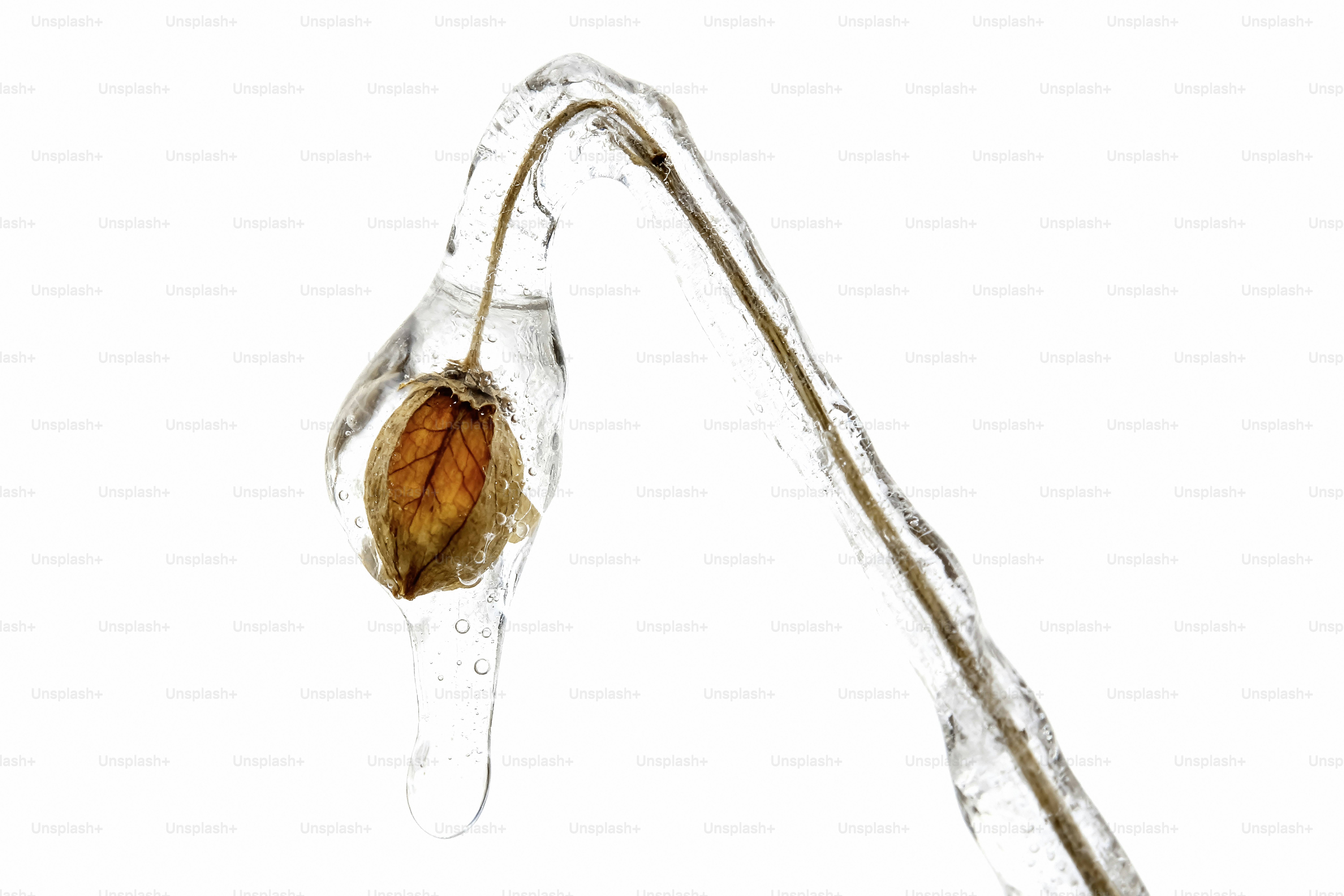 A dried flower encased in ice against a white background.