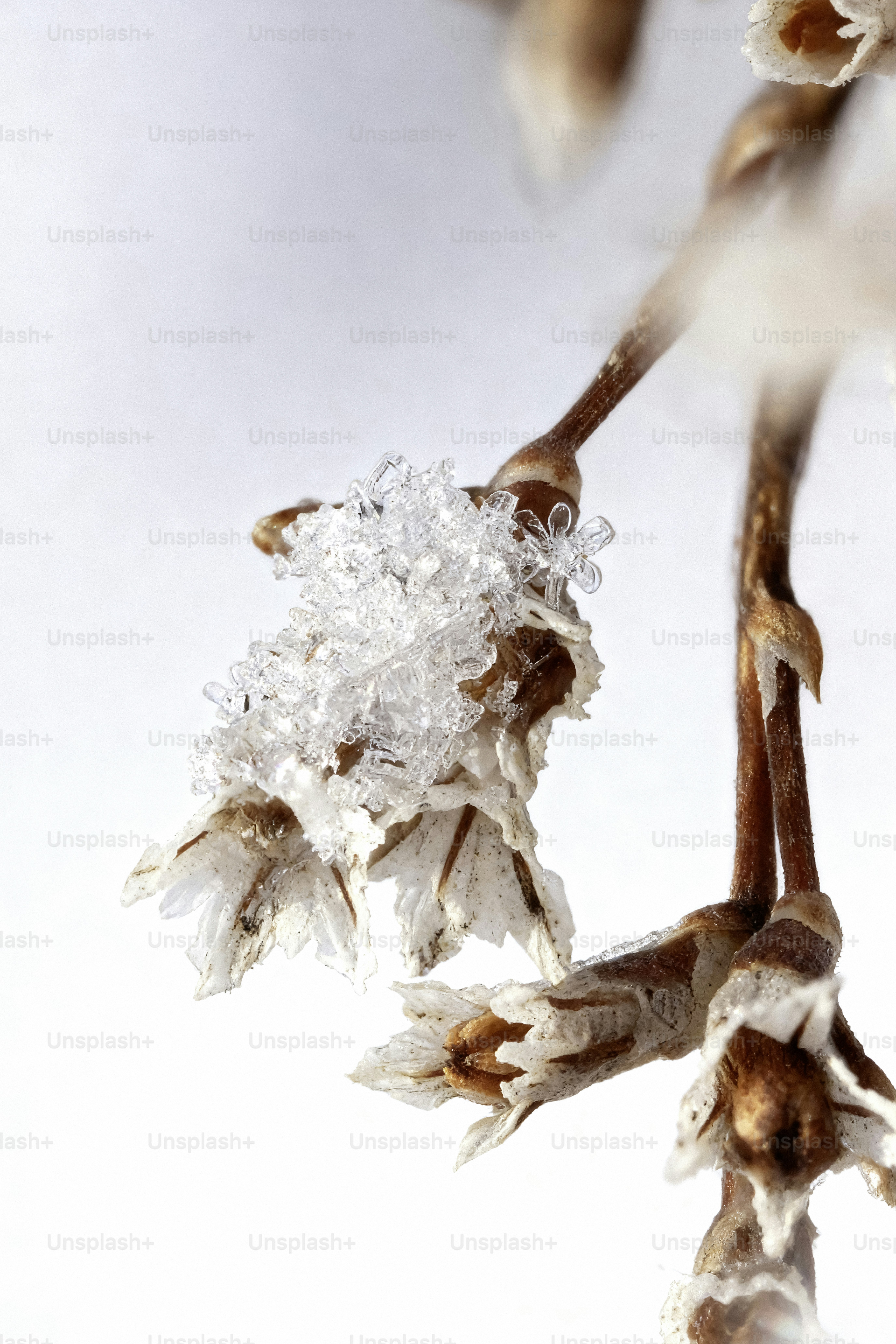 Gros plan du givre sur des bourgeons floraux délicats