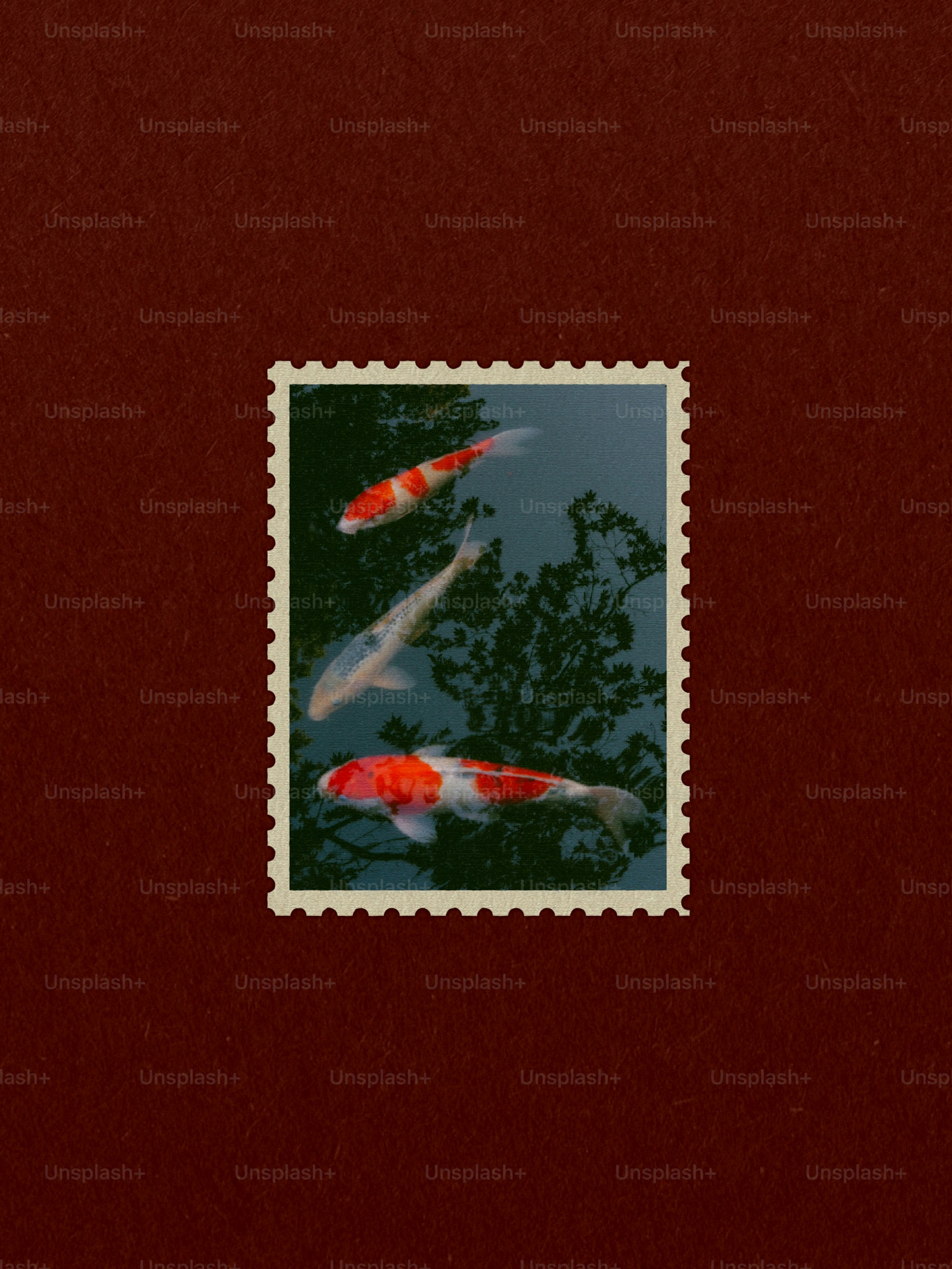Tres peces koi nadan en aguas oscuras
