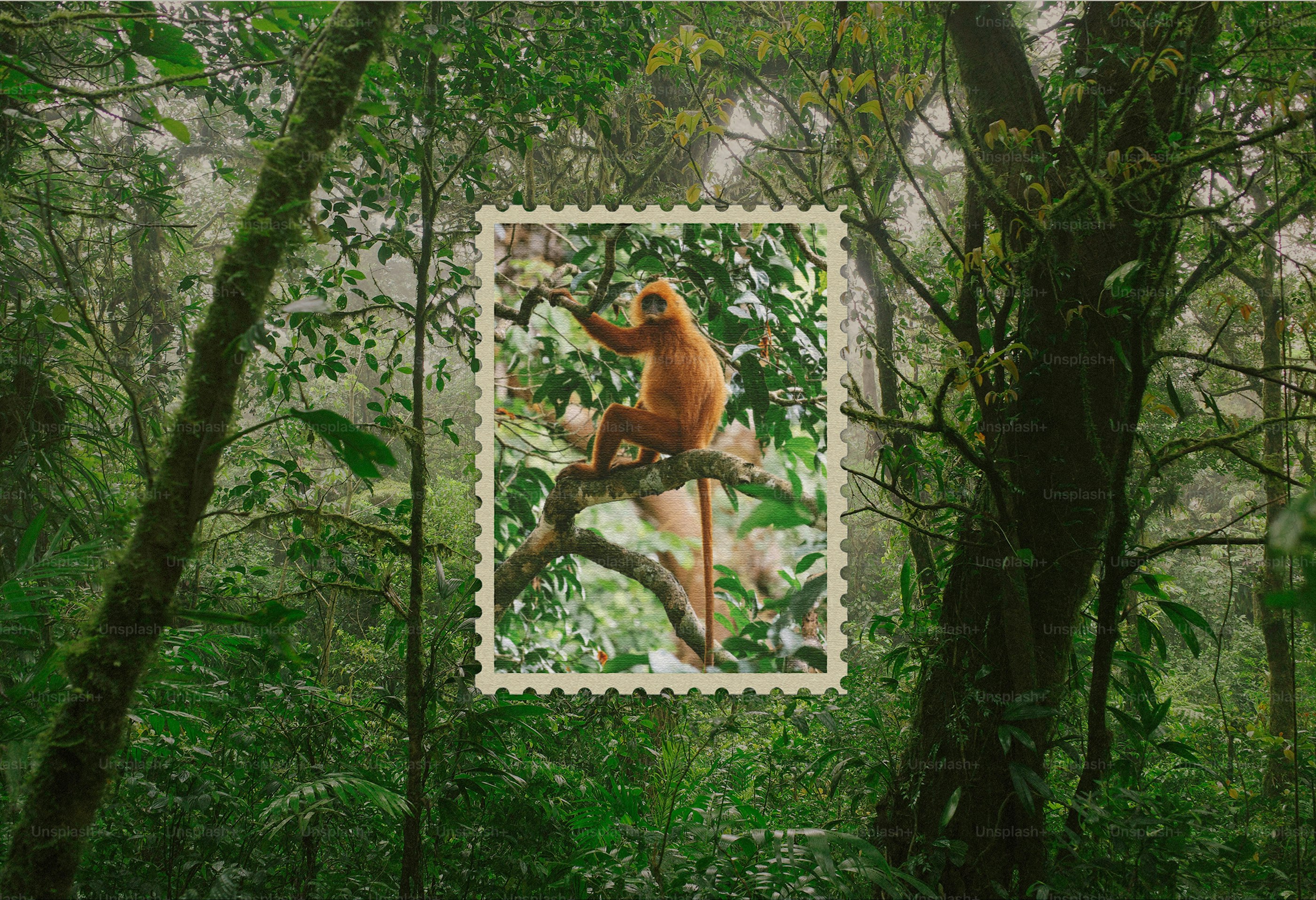 Golden monkey sits on a tree branch in a forest.