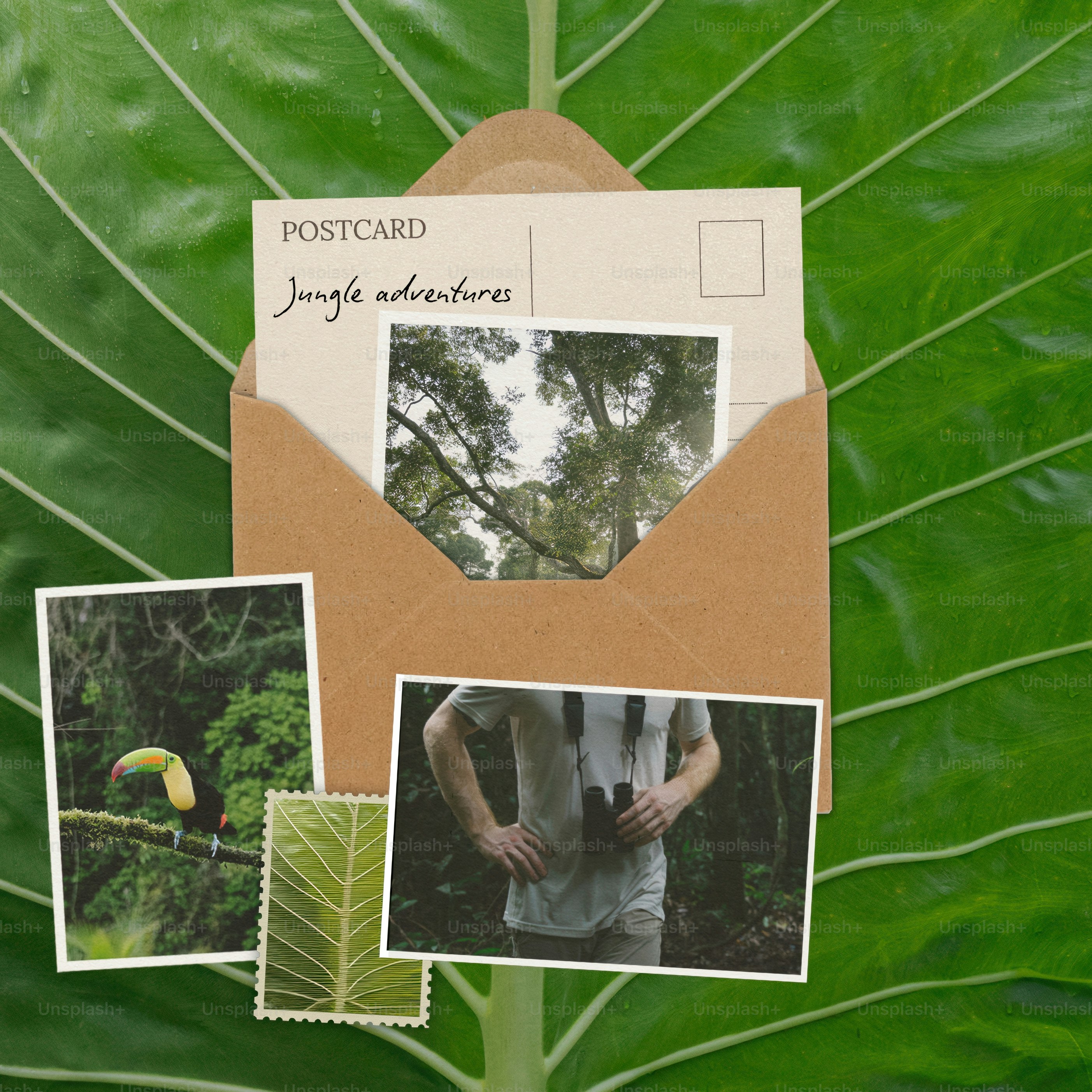 Jungle adventure postcards with toucan and binoculars