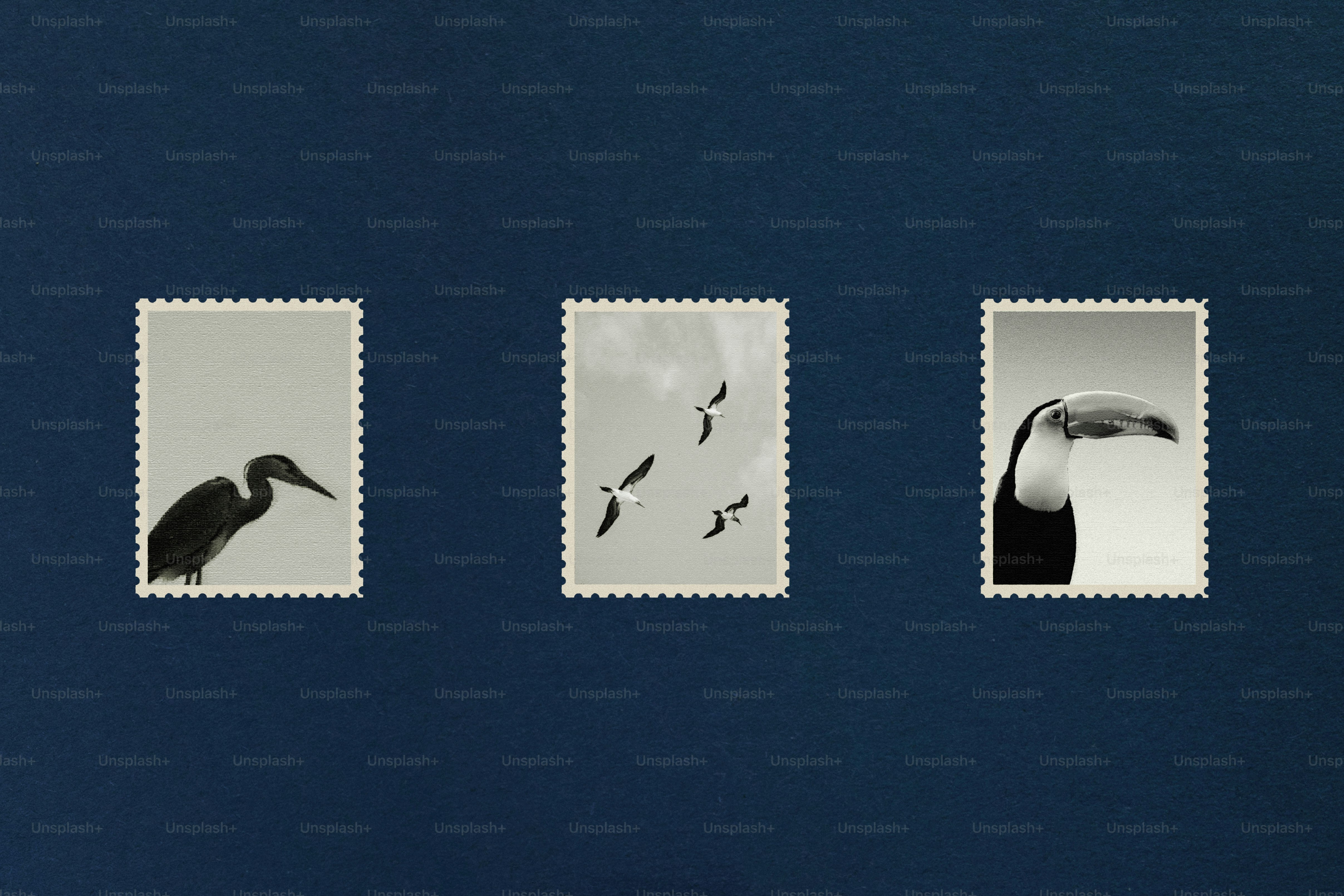 Three stamps featuring different birds on a blue background