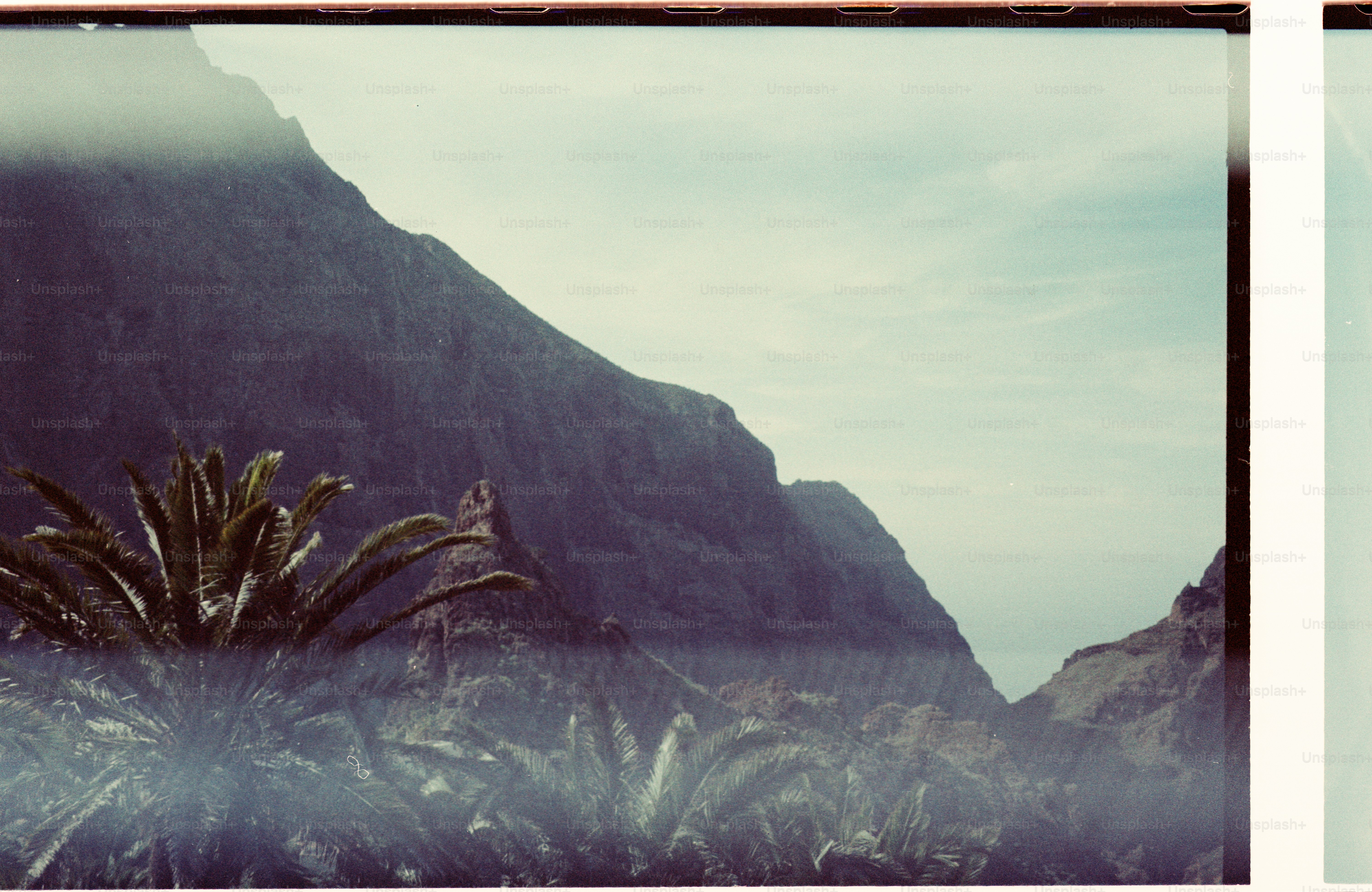 Lush green plants in front of steep, misty mountains.
