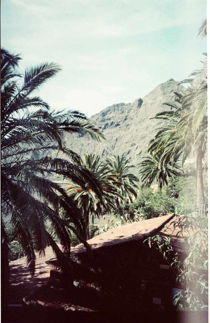 Las palmeras enmarcan un paisaje montañoso con tejado de tejas.