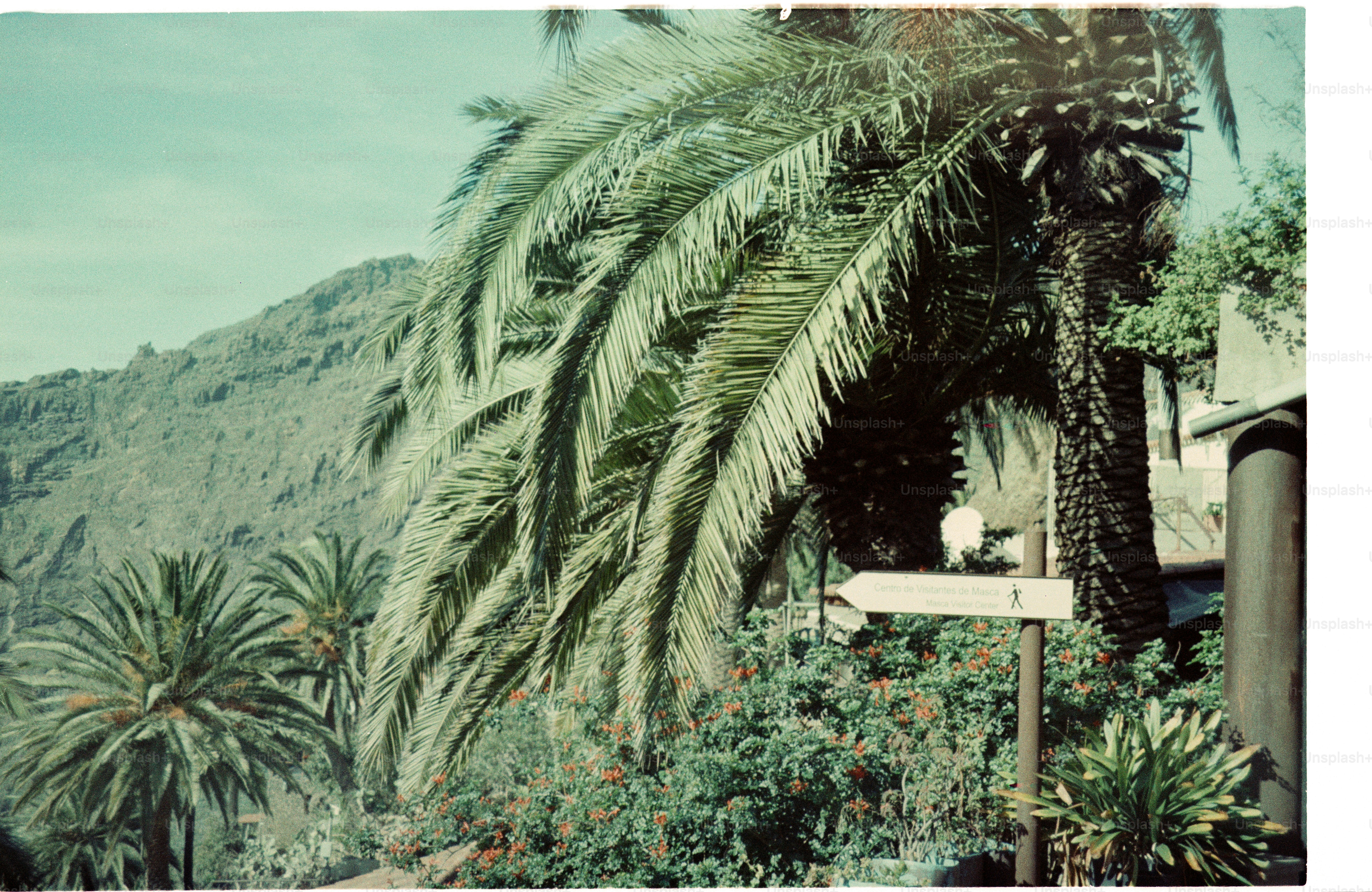 Palm trees and red flowers with mountains in background photo ...