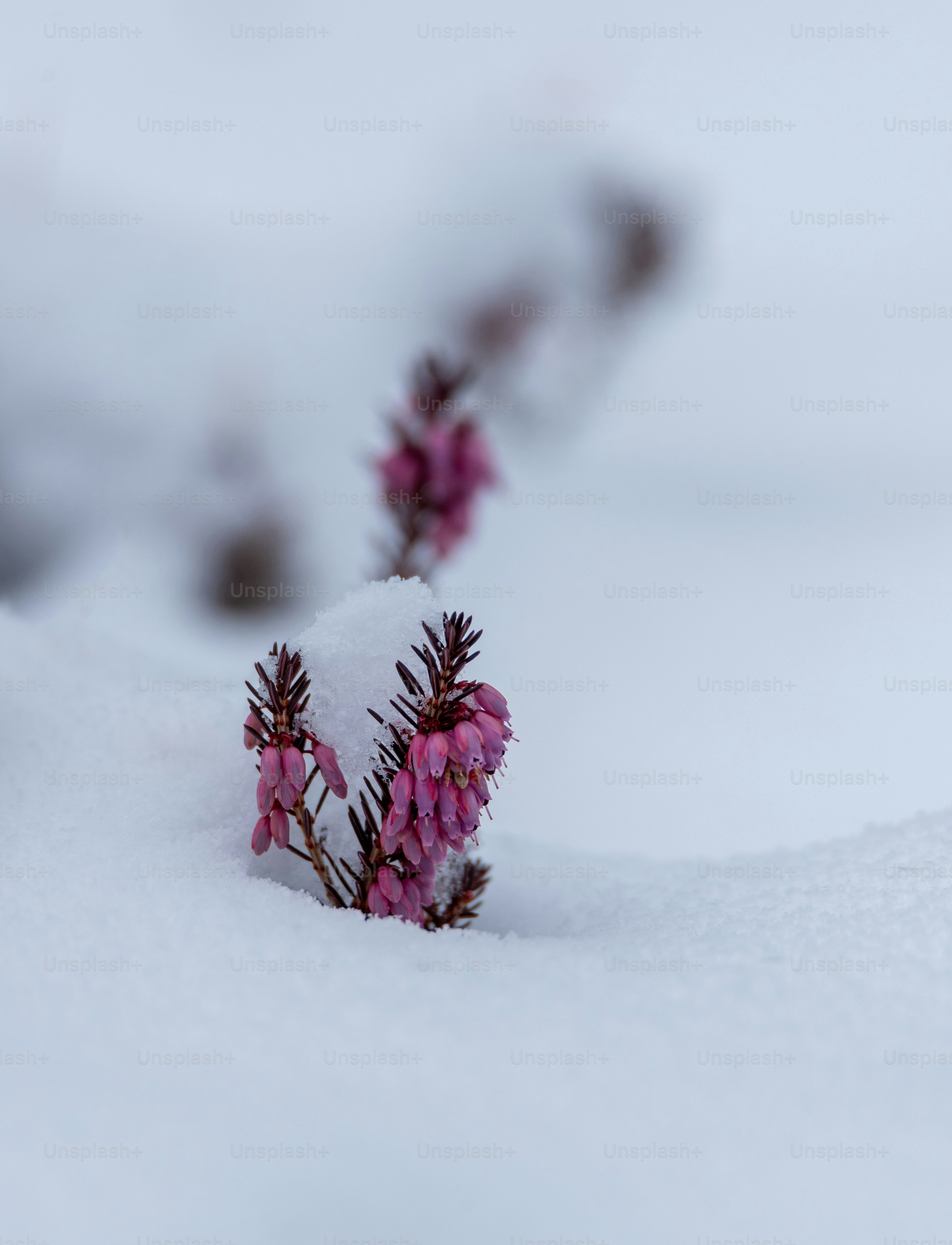 Pink heather flowers emerge from the snow.