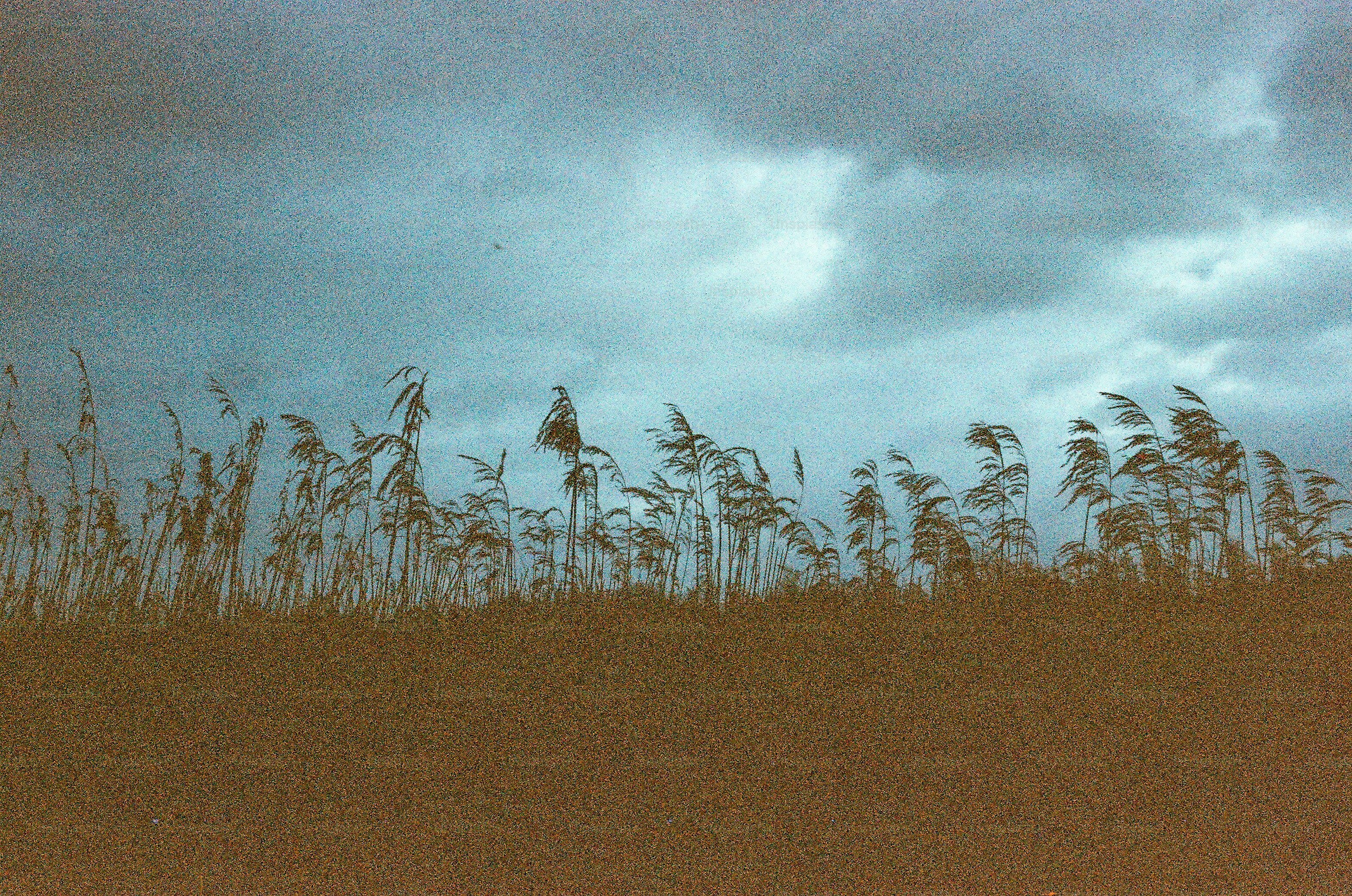 Tall grass sways under a stormy, cloudy sky.