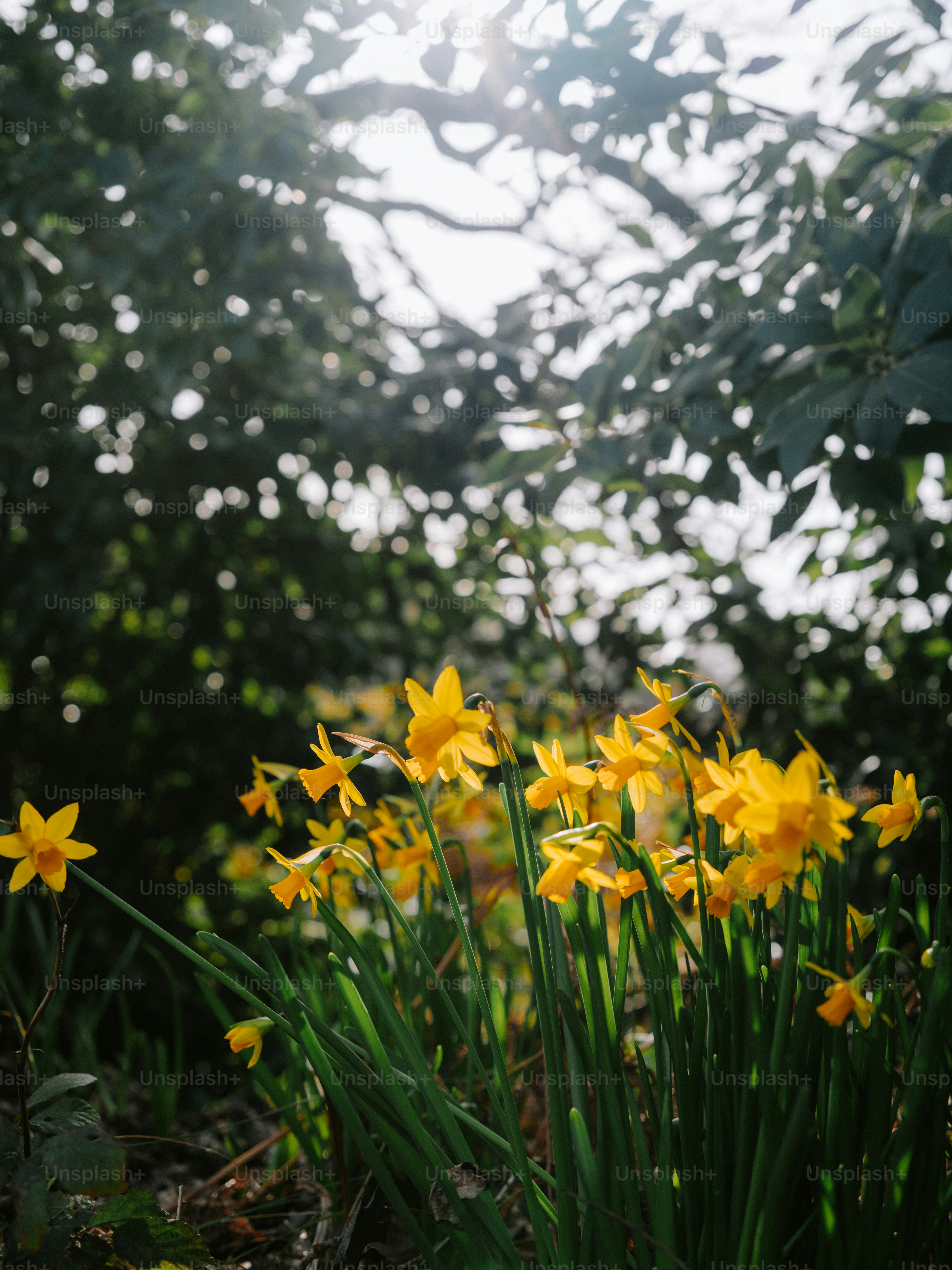 Un grupo de narcisos amarillo brillante florece bajo la luz del sol.