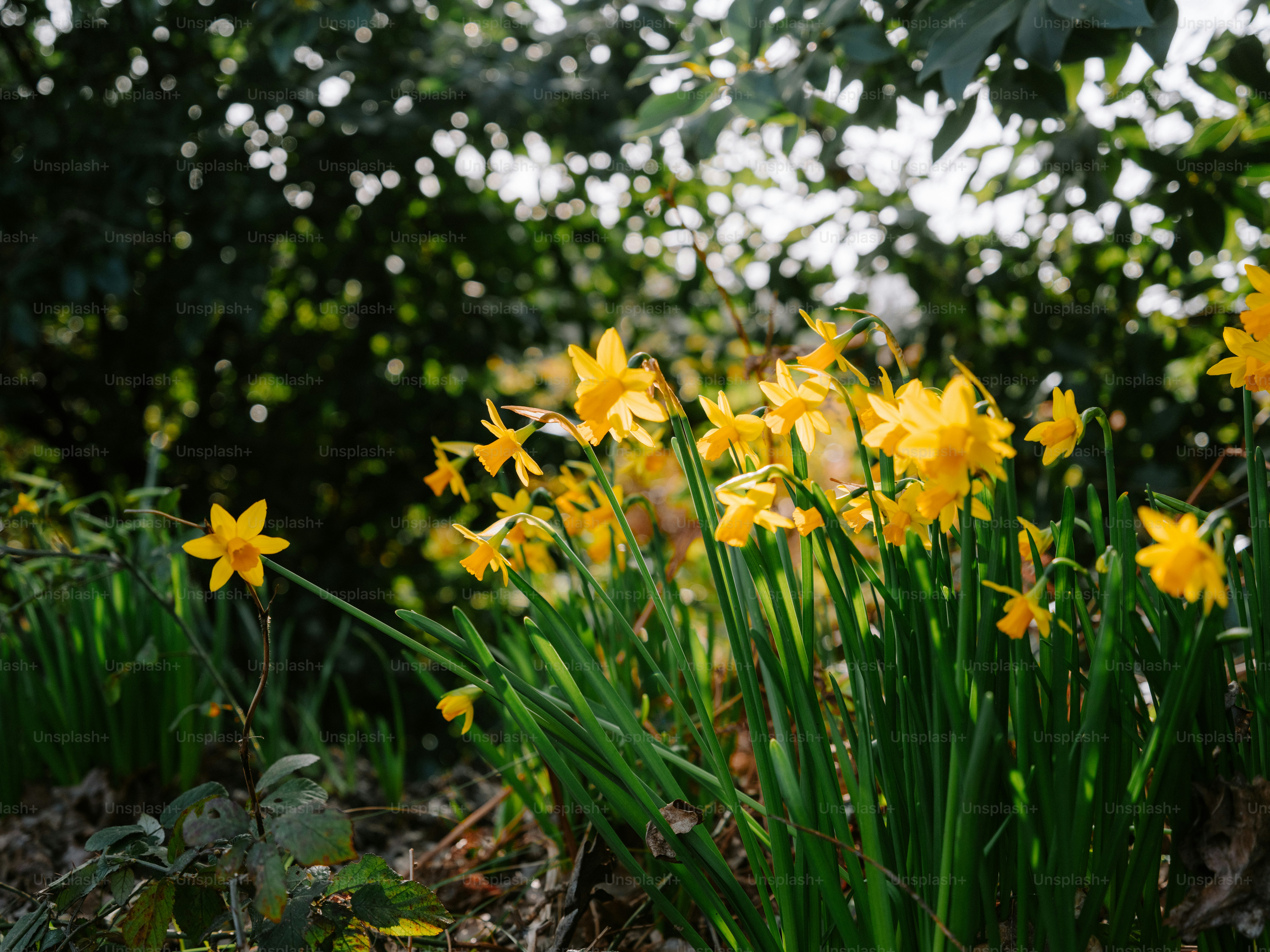 Un grupo de narcisos amarillos en un jardín.