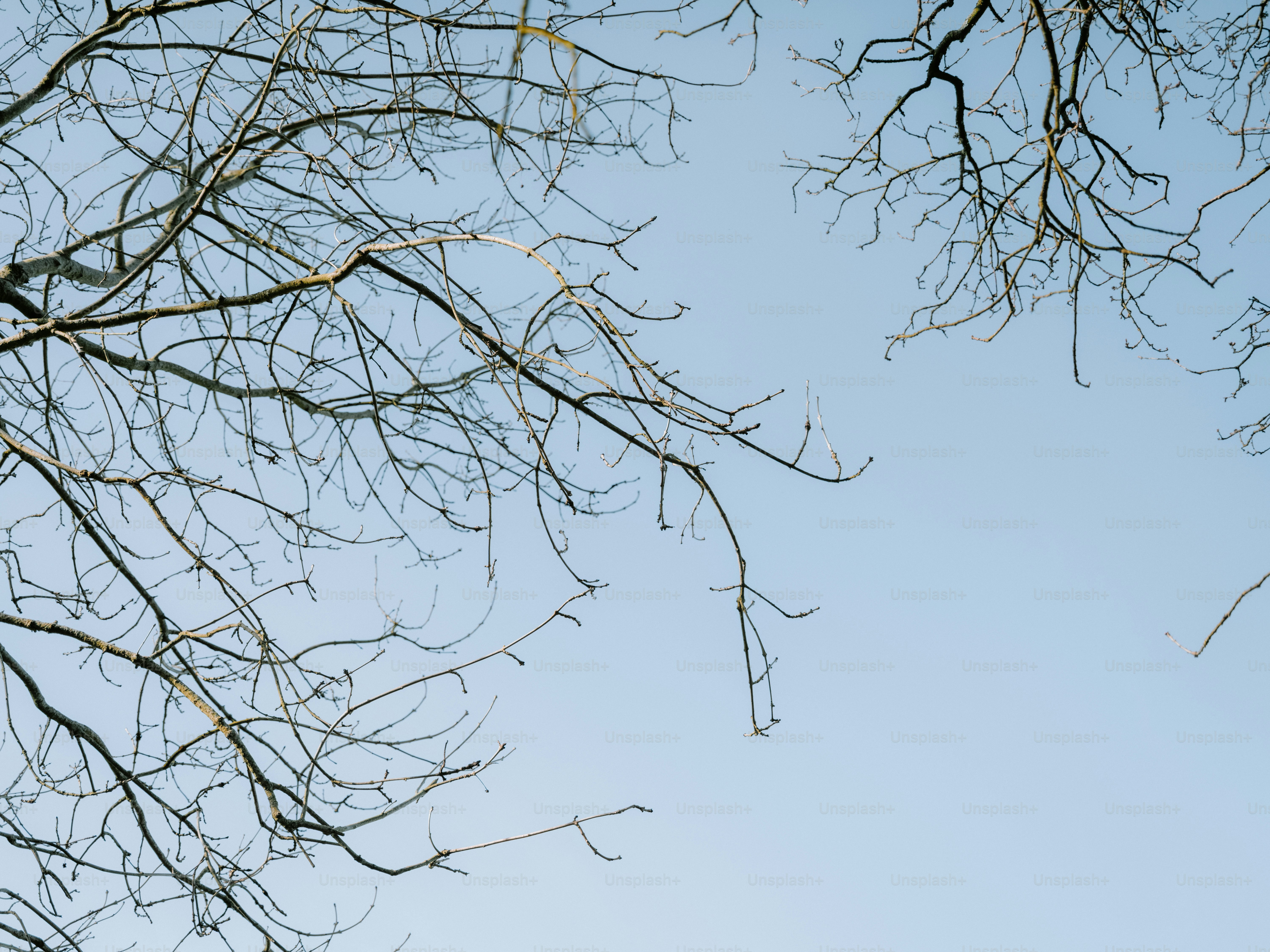 Ramas de árbol desnudas contra un cielo azul pálido
