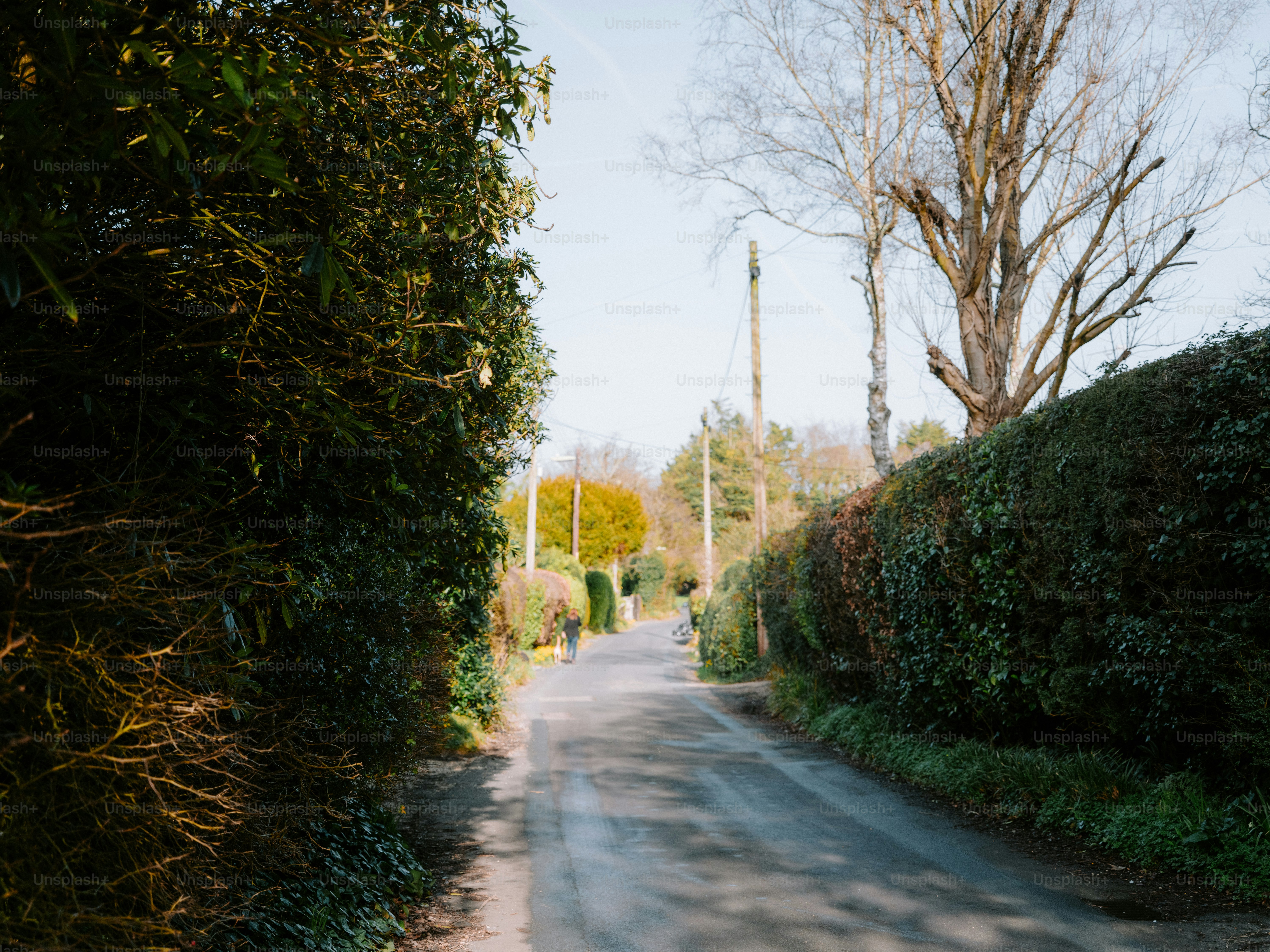 A narrow rural road lined with hedges and trees. photo – Autumn Image ...