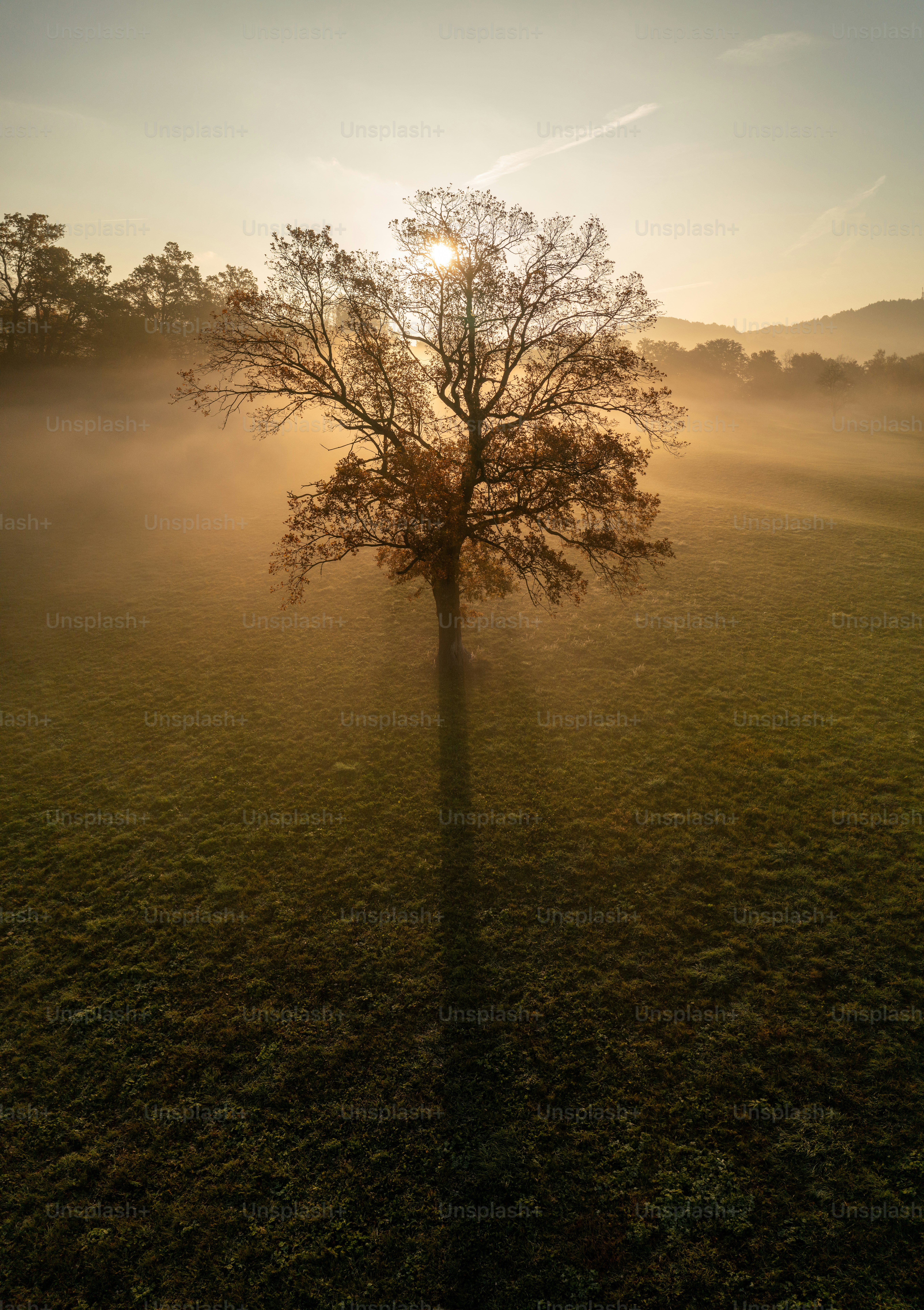 Solitary tree in foggy field at sunrise