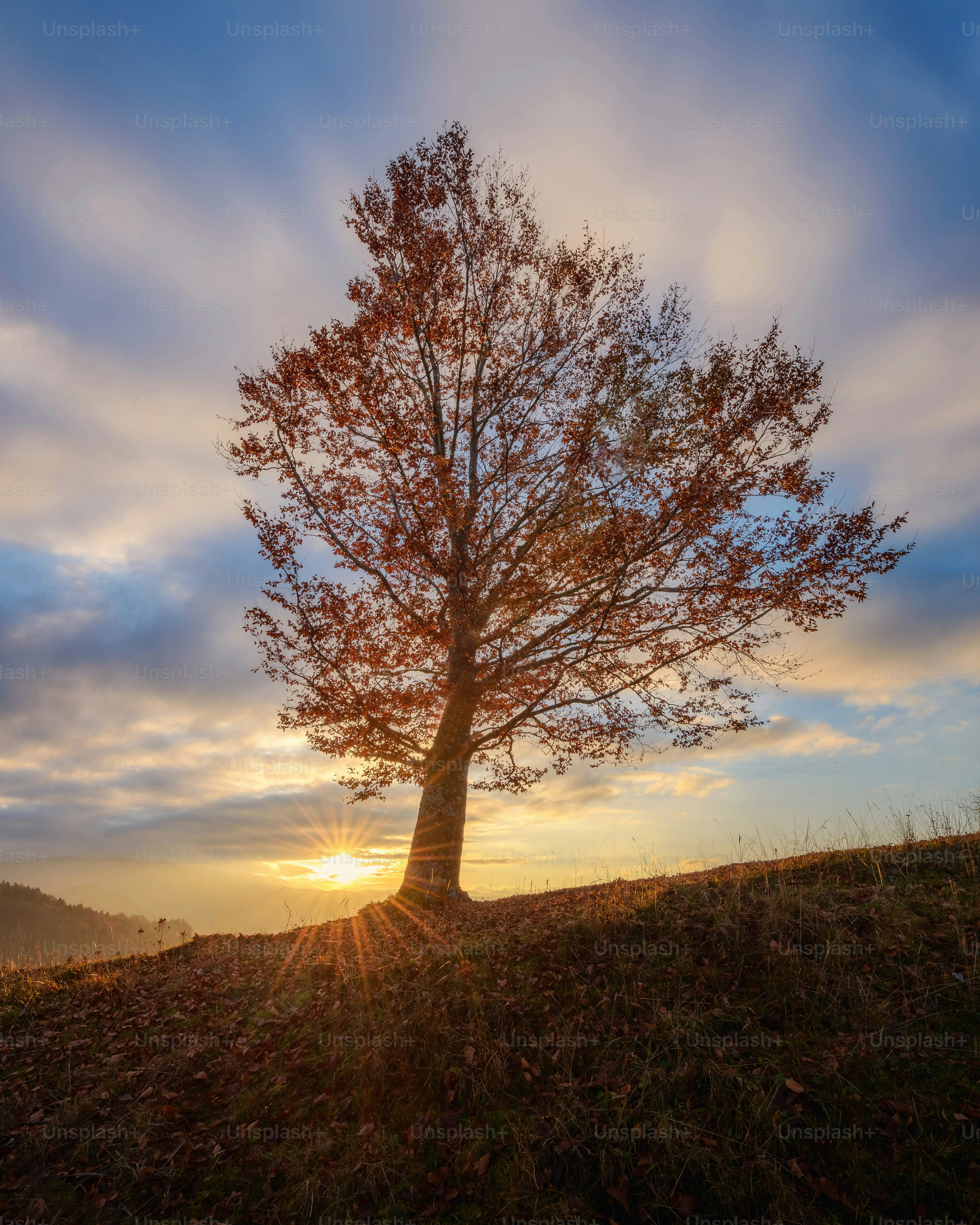 Lone tree on a hill at sunset with sunburst. photo – Sunset Image on ...