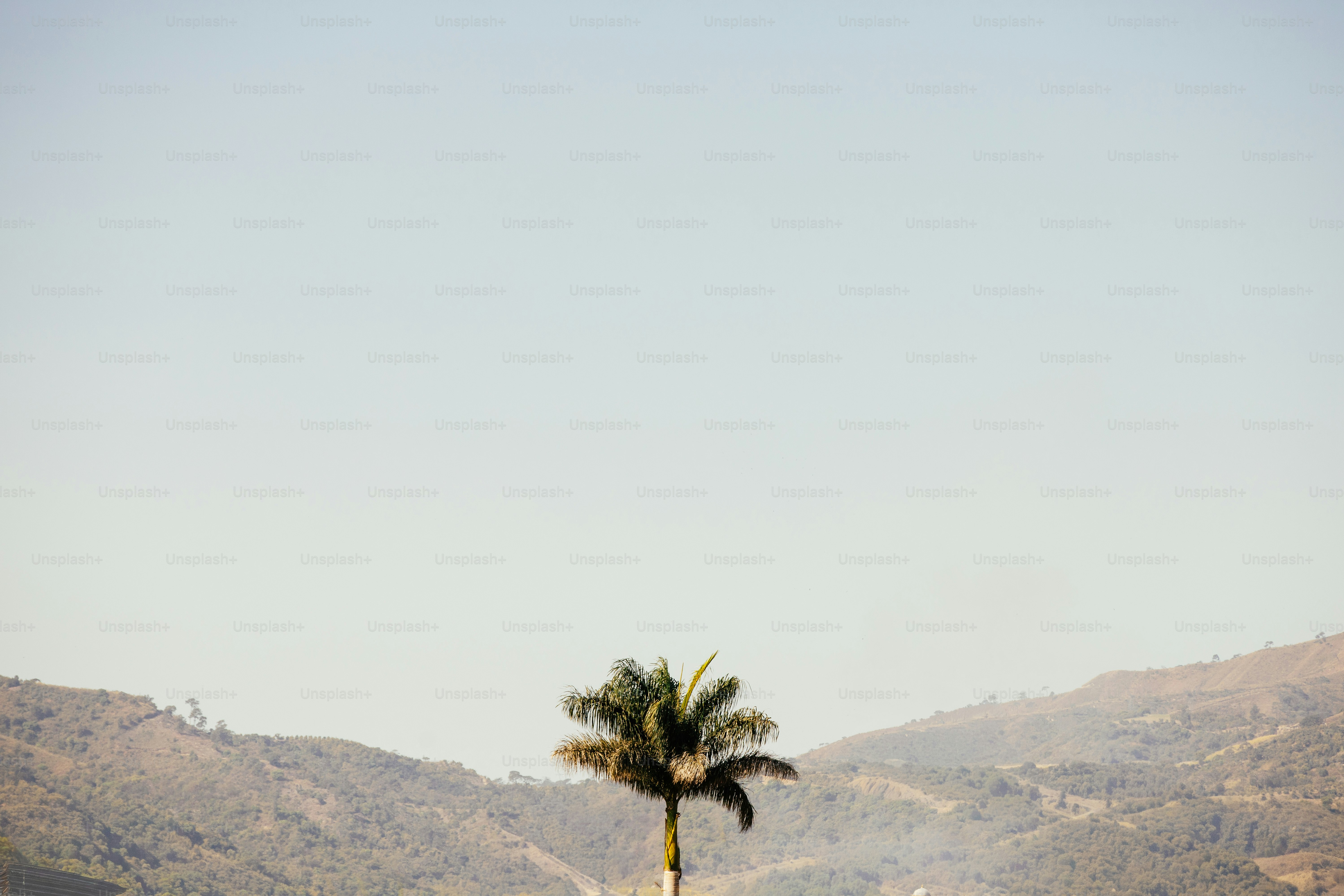 A lone palm tree stands against rolling hills.
