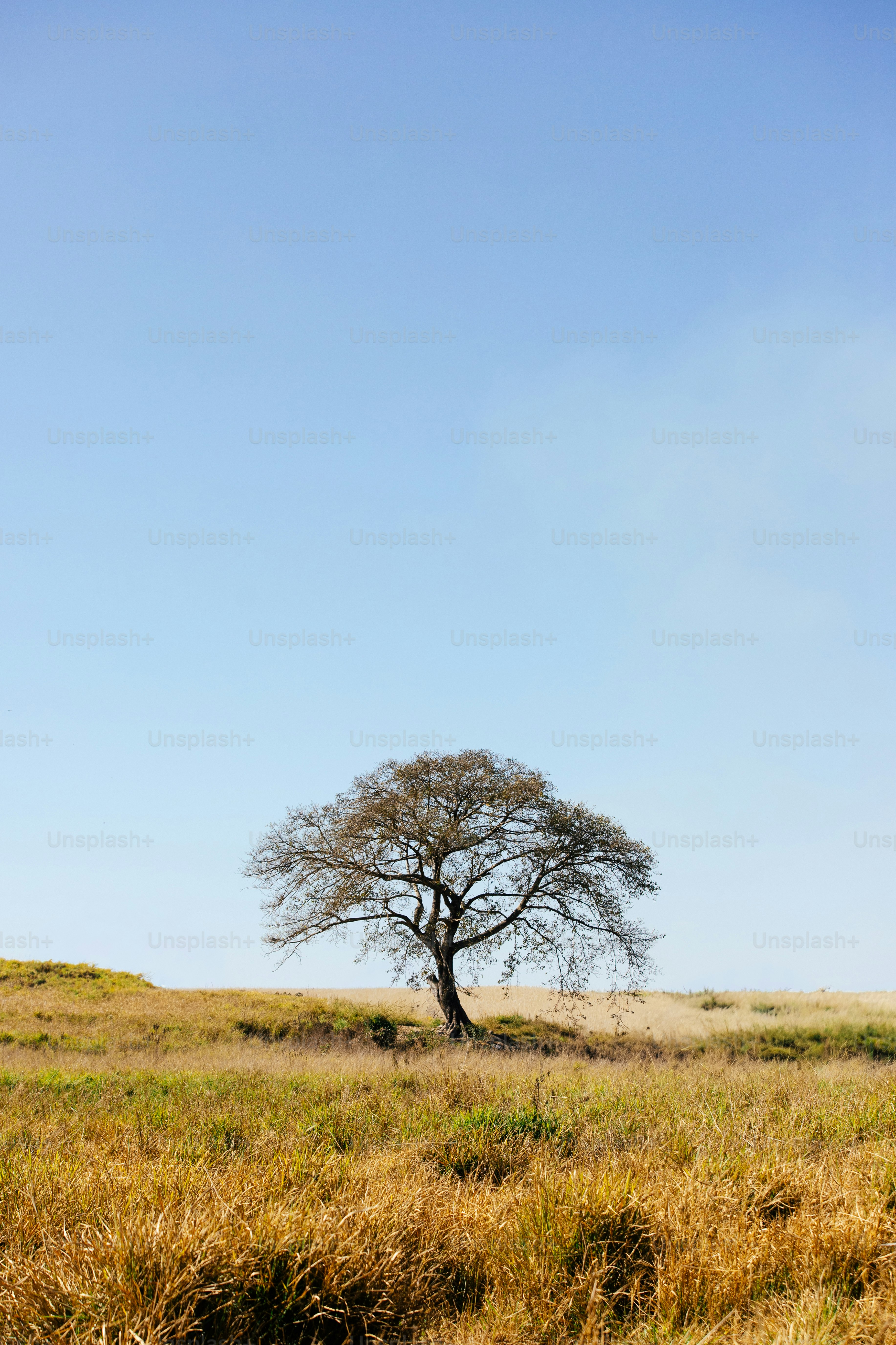 A lone tree stands in a dry grassy field.