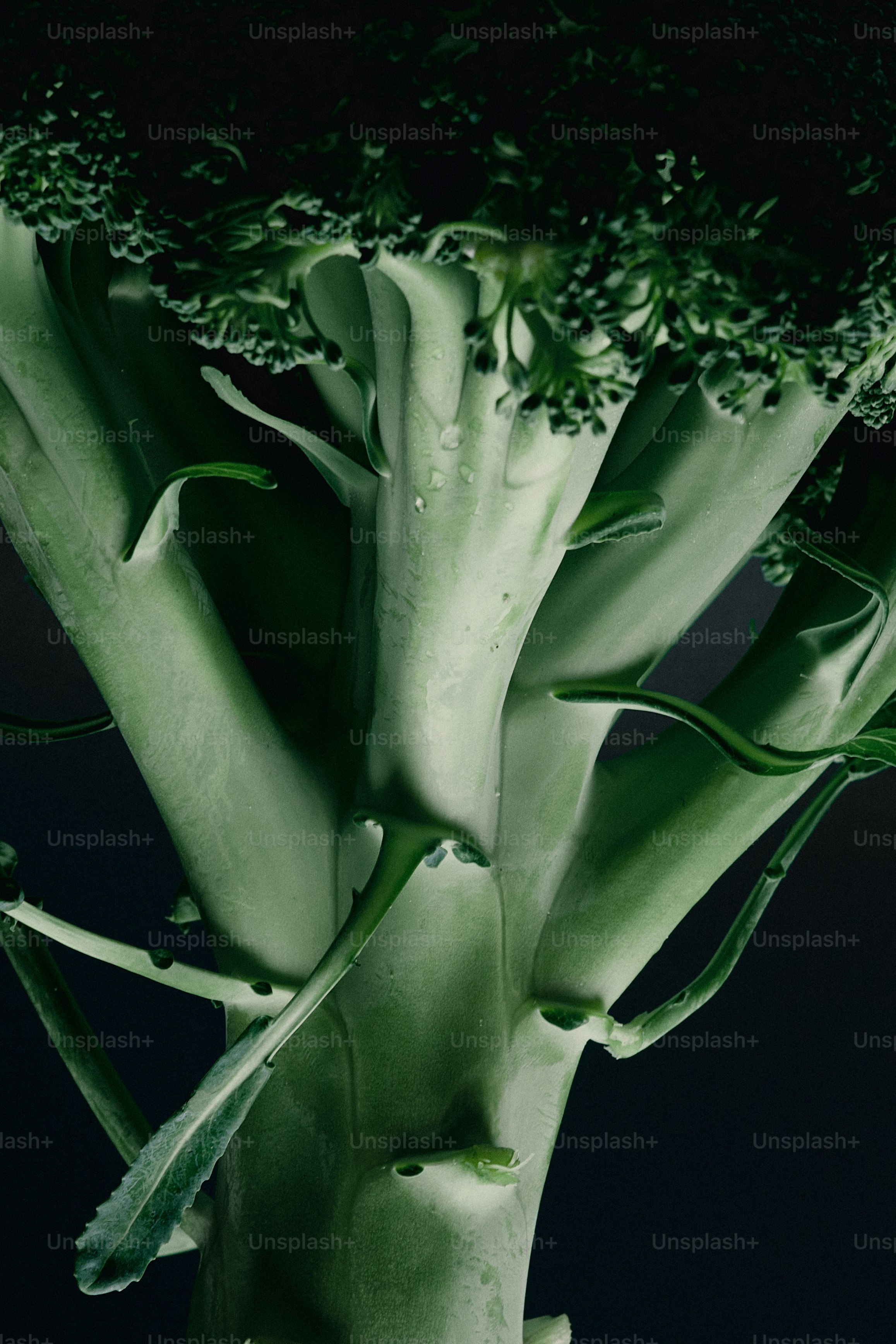 Primer plano de un tallo de brócoli fresco sobre un fondo oscuro