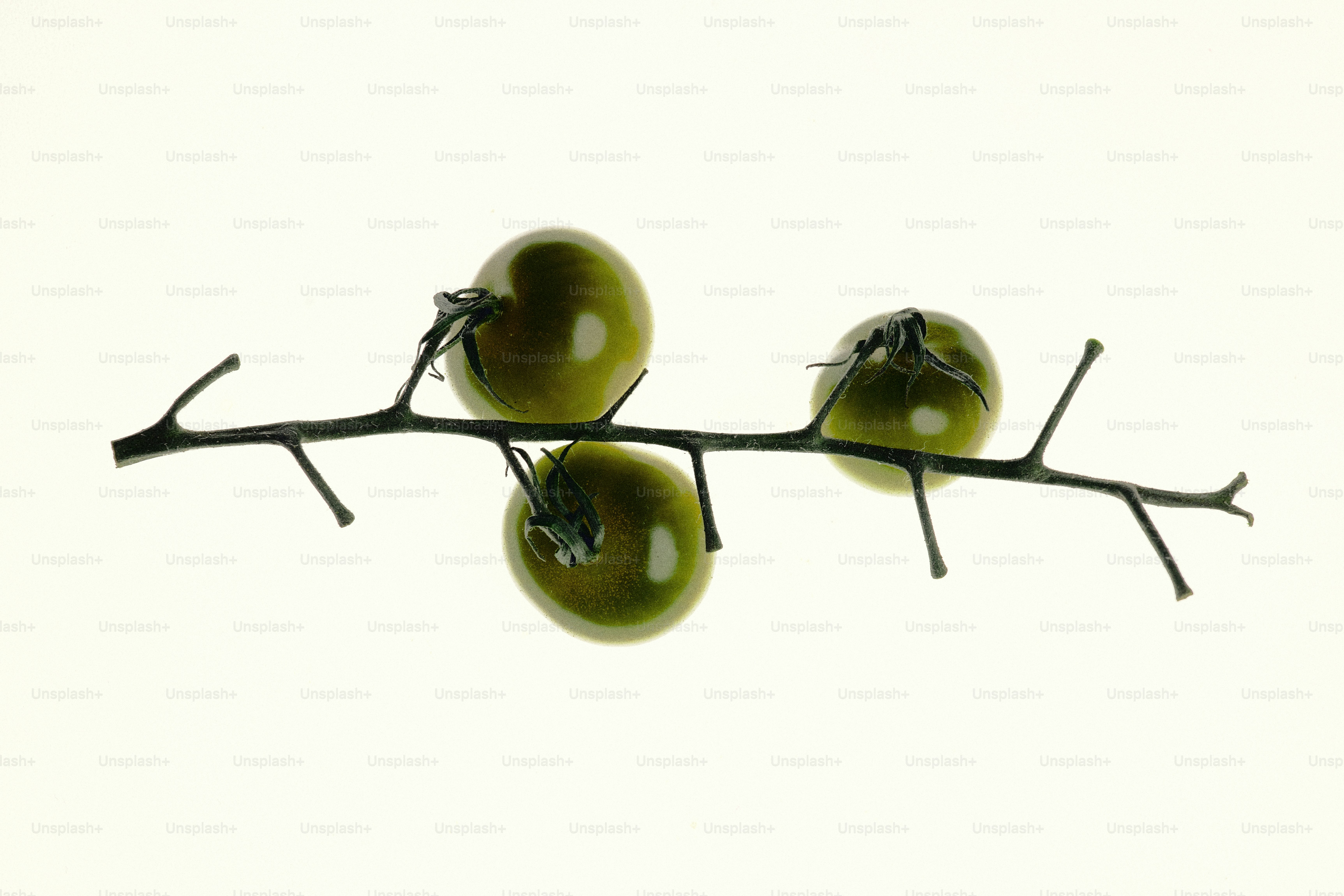 Tres tomates verdes sobre una rama oscura