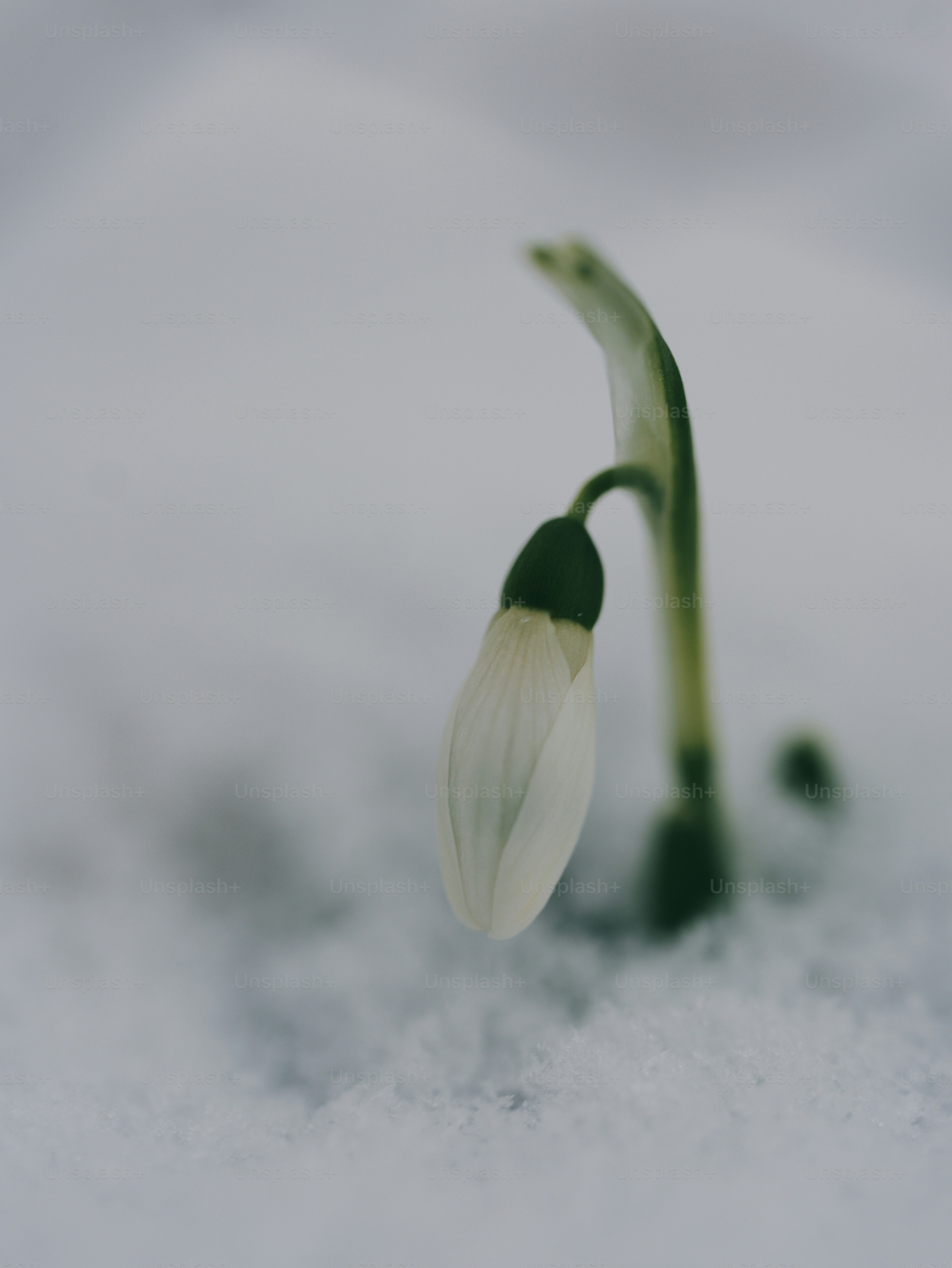 A single snowdrop flower emerging from the snow.