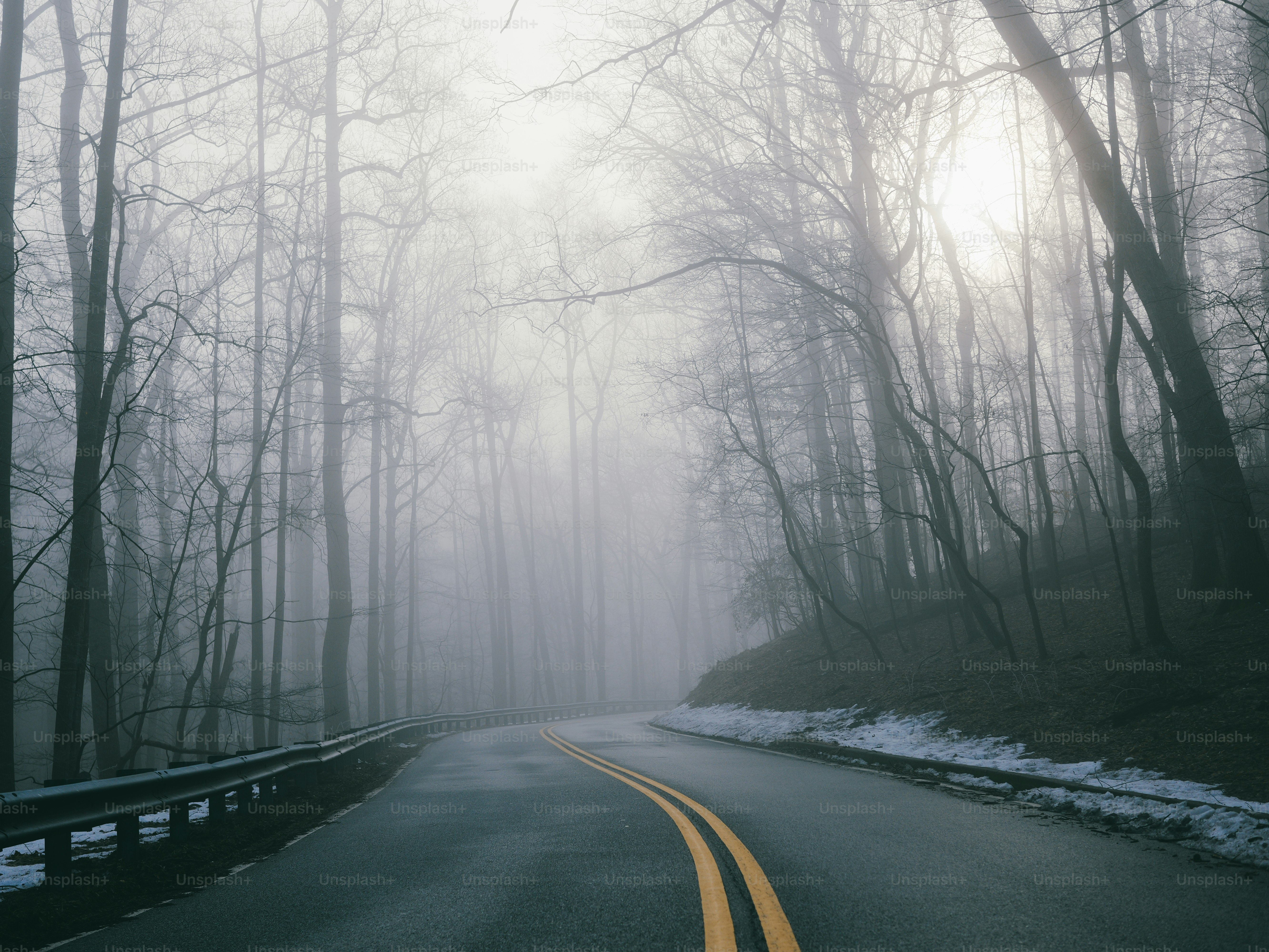 겨울에는 안개 낀 도로가 앙상한 나무 사이를 구불구불 지나갑니다.