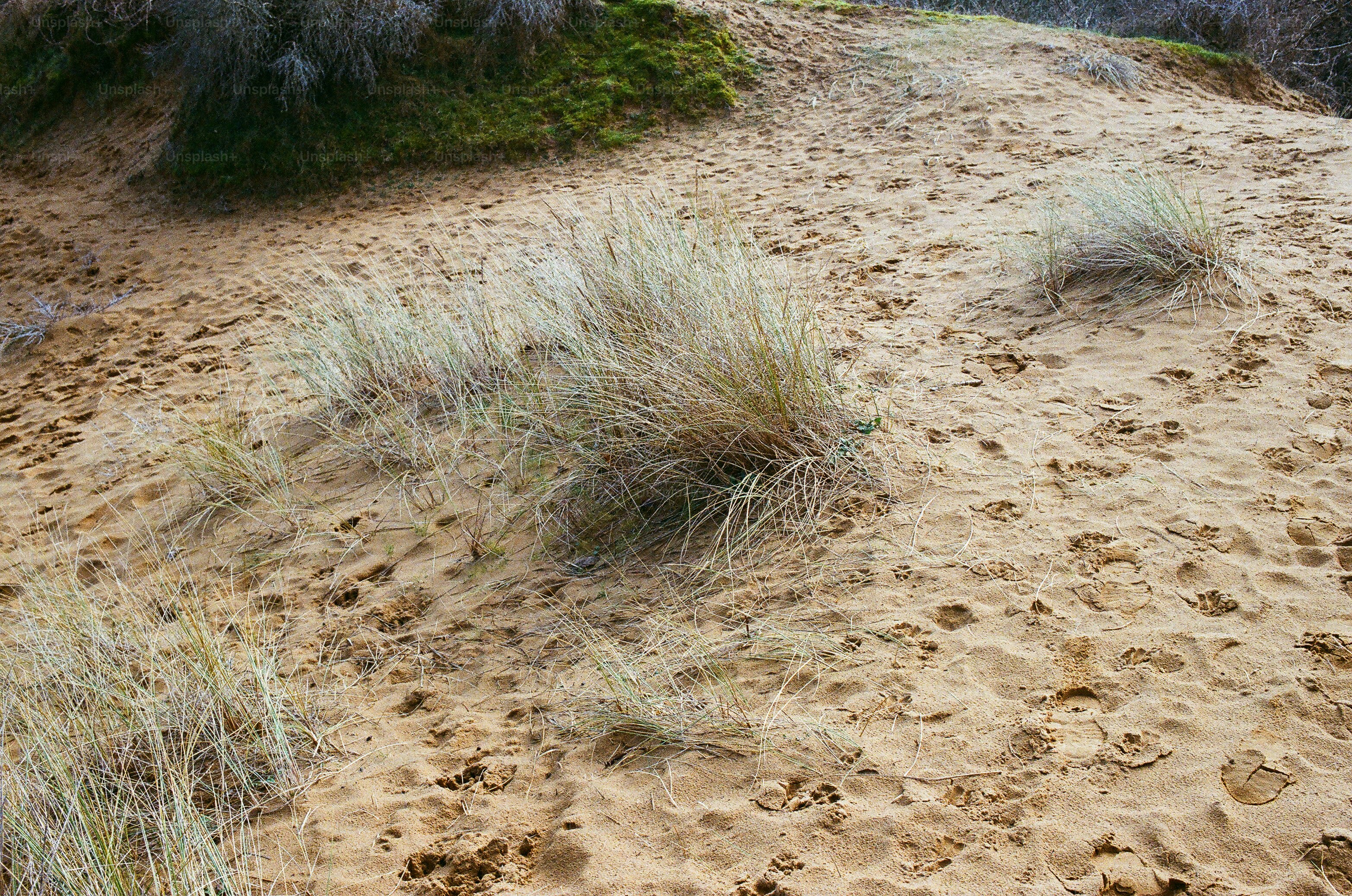 Dry grass growing on sandy dunes