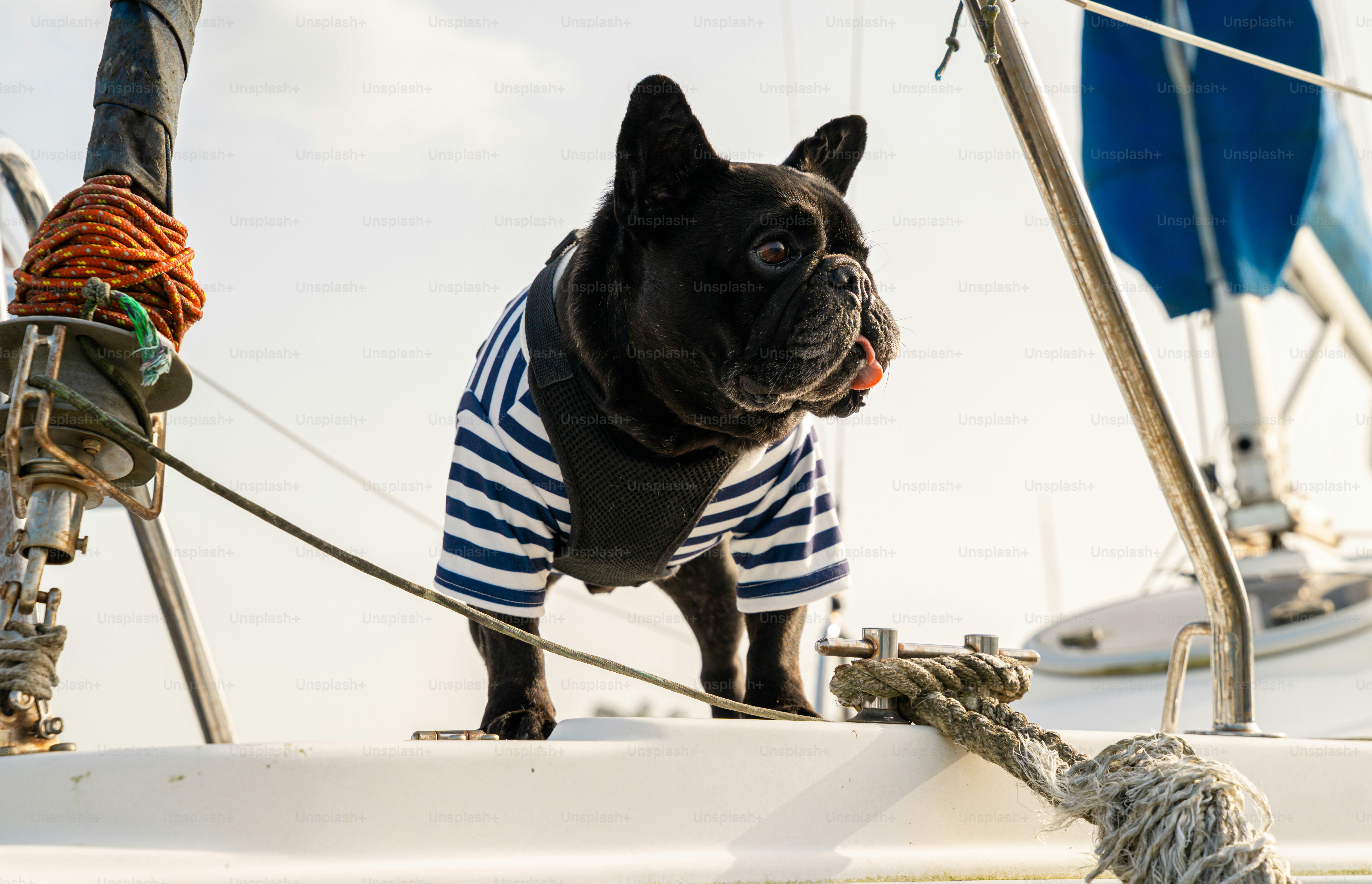 Black french bulldog wearing striped shirt on a sailboat
