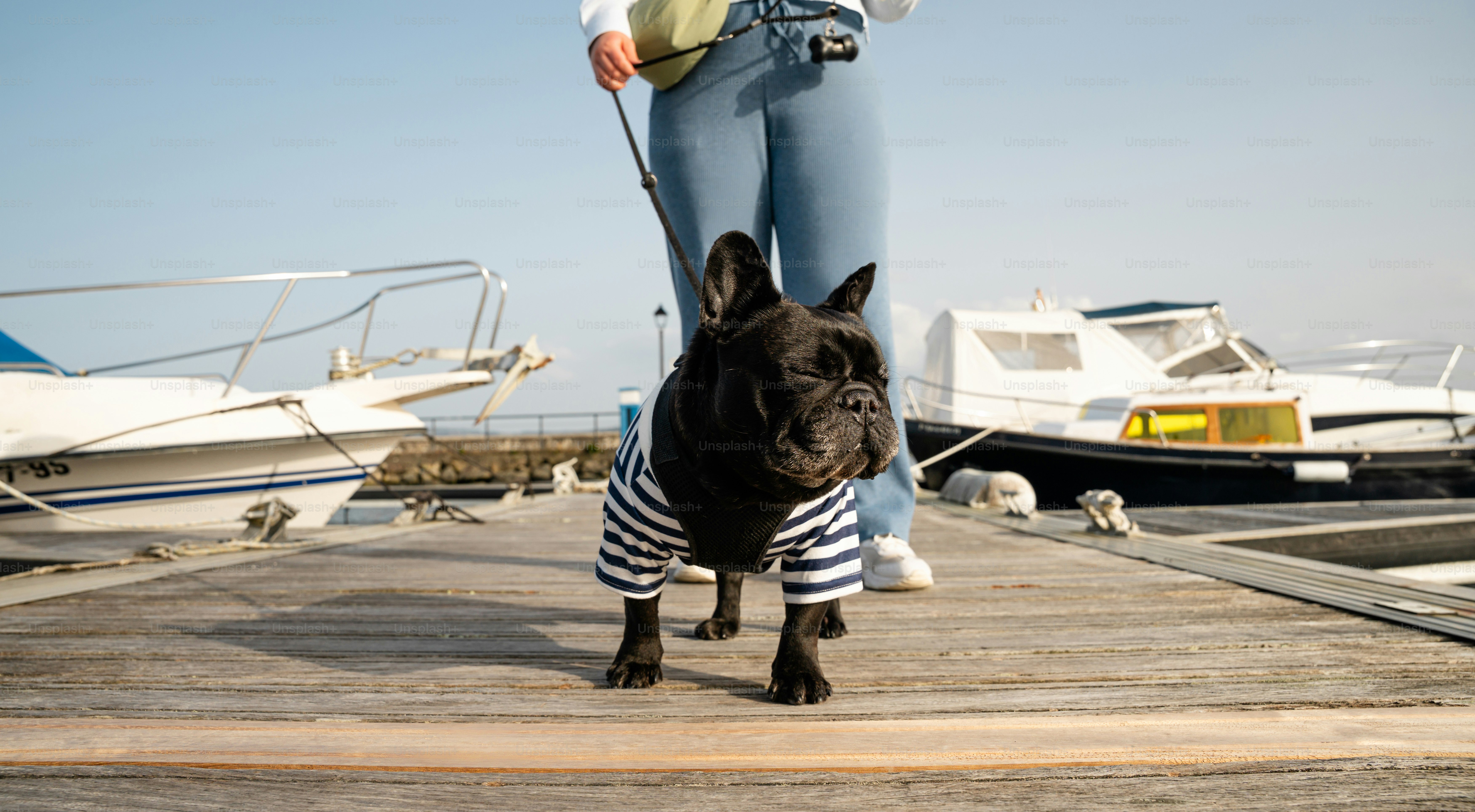 French bulldog in striped shirt on dock with boats